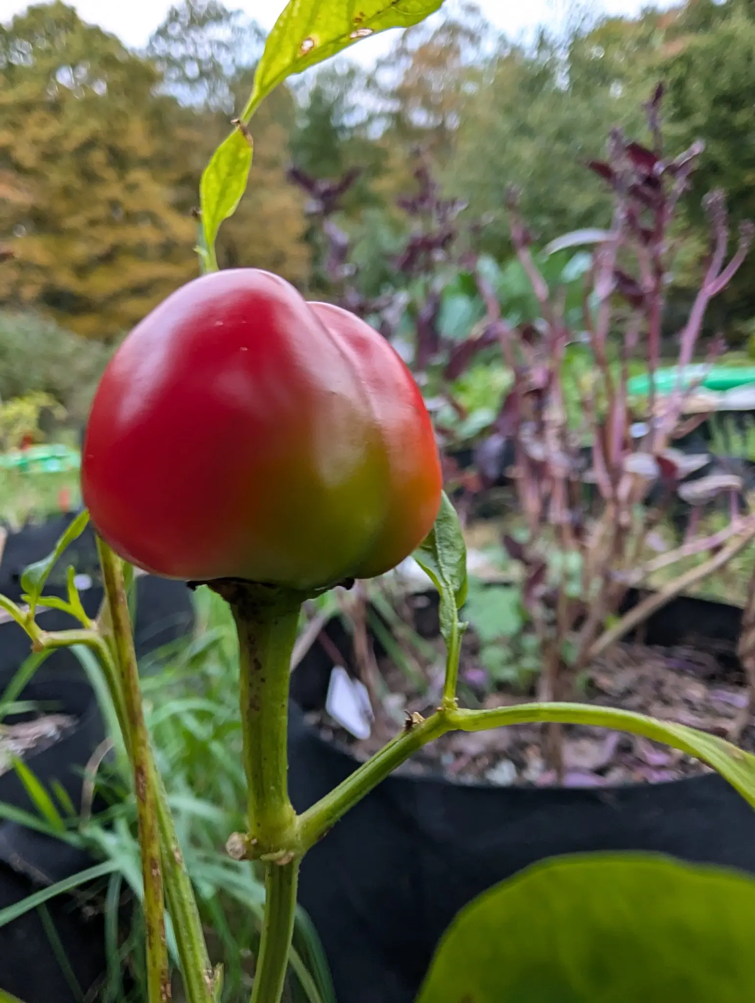 Red Mini Bell pepper on 29 September, held erect on a stout pale-green pedicel, squat and blocky, three-quarters colored up: glossy red over the top and left grading through orange to a yellow-green band low on the right. Flat light, damp still air.