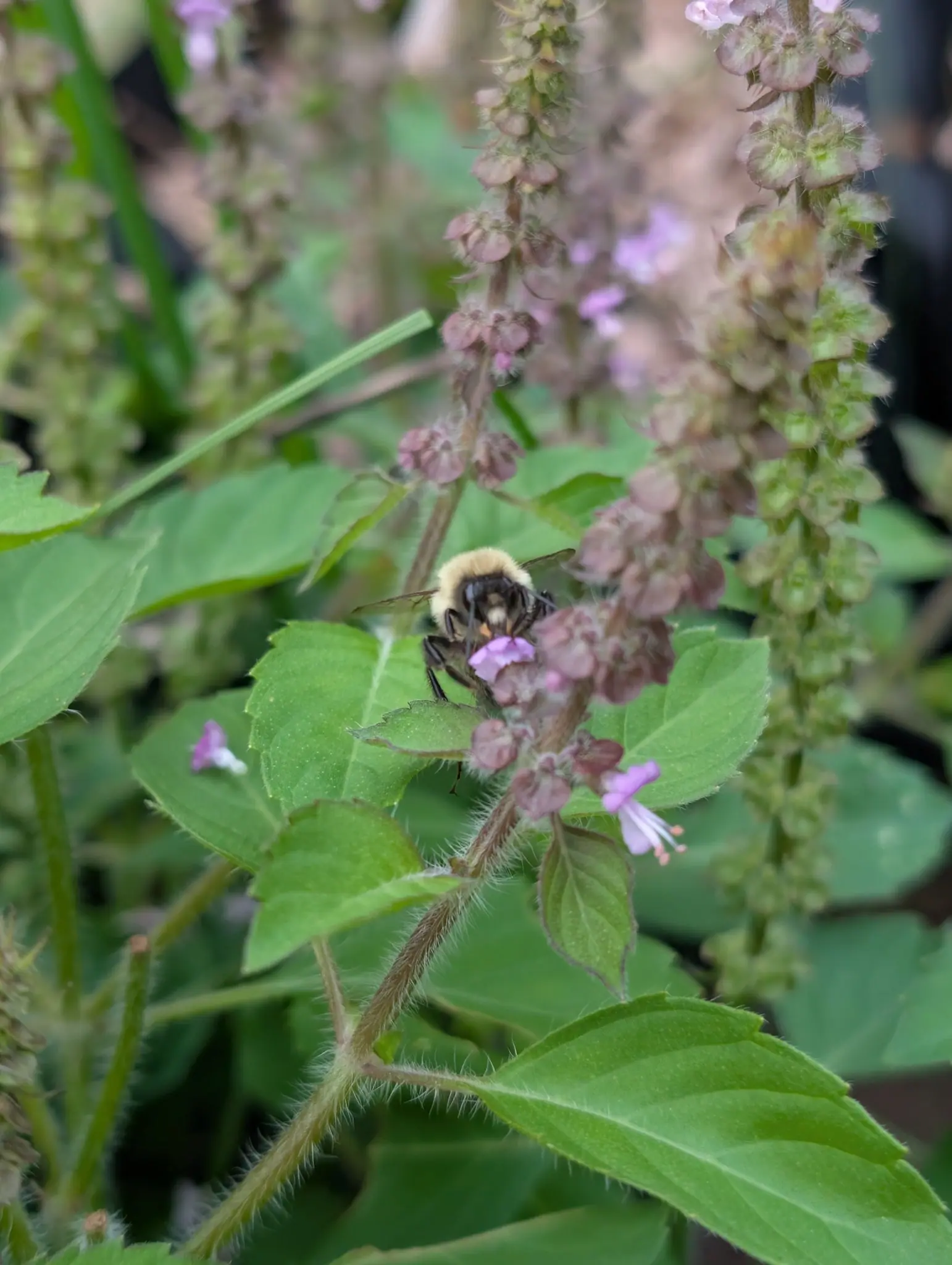 Holy Basil (Tulsi) on 29 September, most spikes past first bloom with only a scatter of pale lilac flowers left near the tips and the rest of the whorls set into cupped mauve calyces; a bumble bee clings head-down to one under soft overcast light.