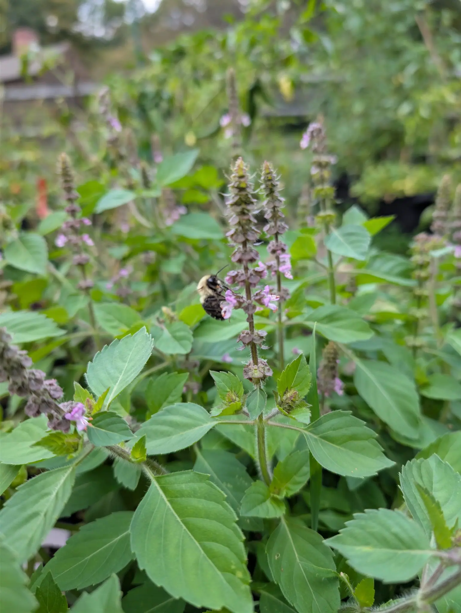 Holy Basil (Tulsi) in full bloom on 29 September, a buff-thoraxed bumble bee gripping one spike head down among the pale lilac-pink whorls while the lower flowers have already dried to brown seed calyces. Flat overcast light, no shadows.