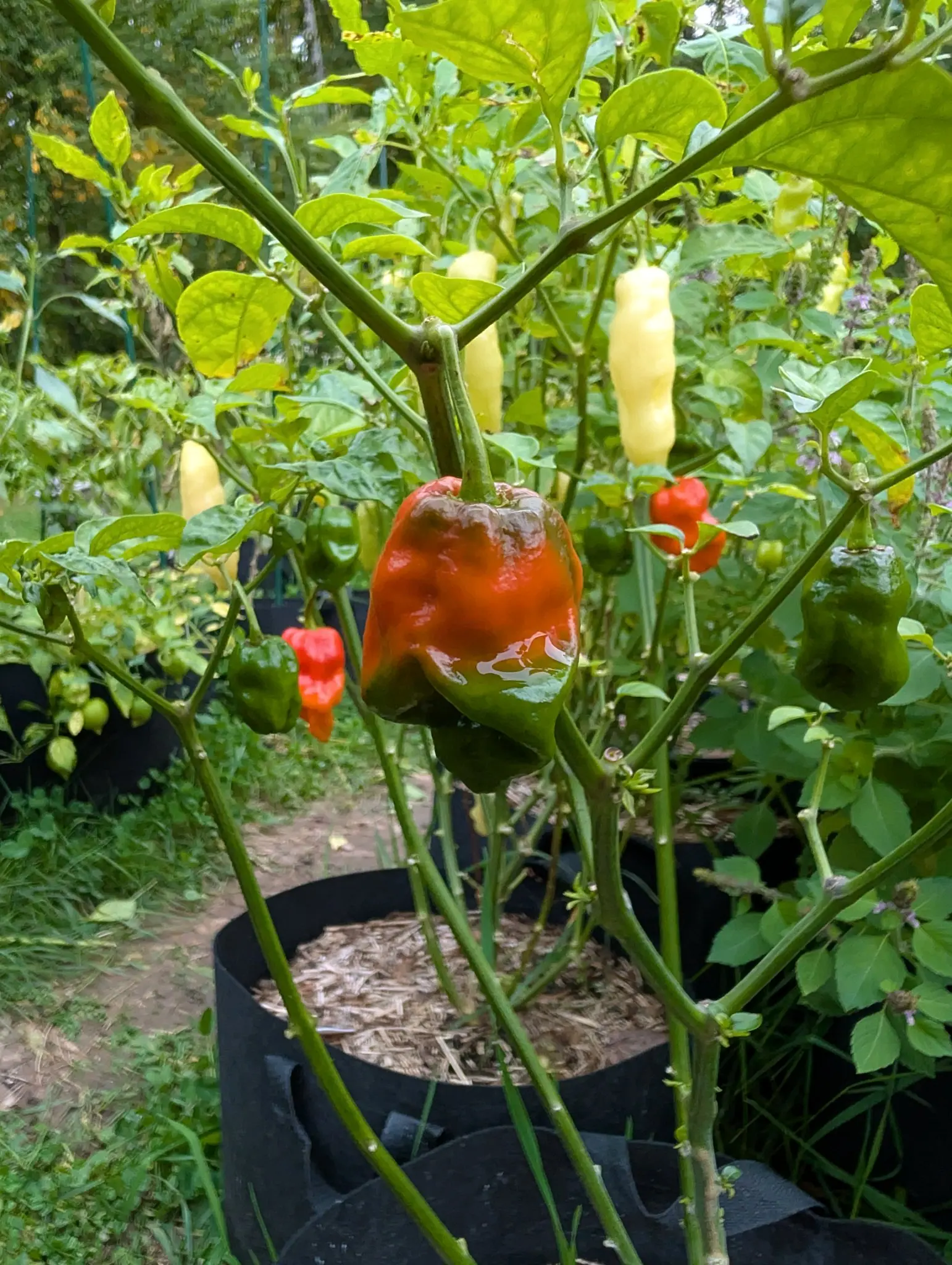 Armageddon F1 peppers on 29 September: the center pod, deeply wrinkled and still green at its blunt tip, has ripened orange-red from the shoulders down, skin still wet and droplet-bright under flat overcast light. Pale ivory corrugated pods hang above.