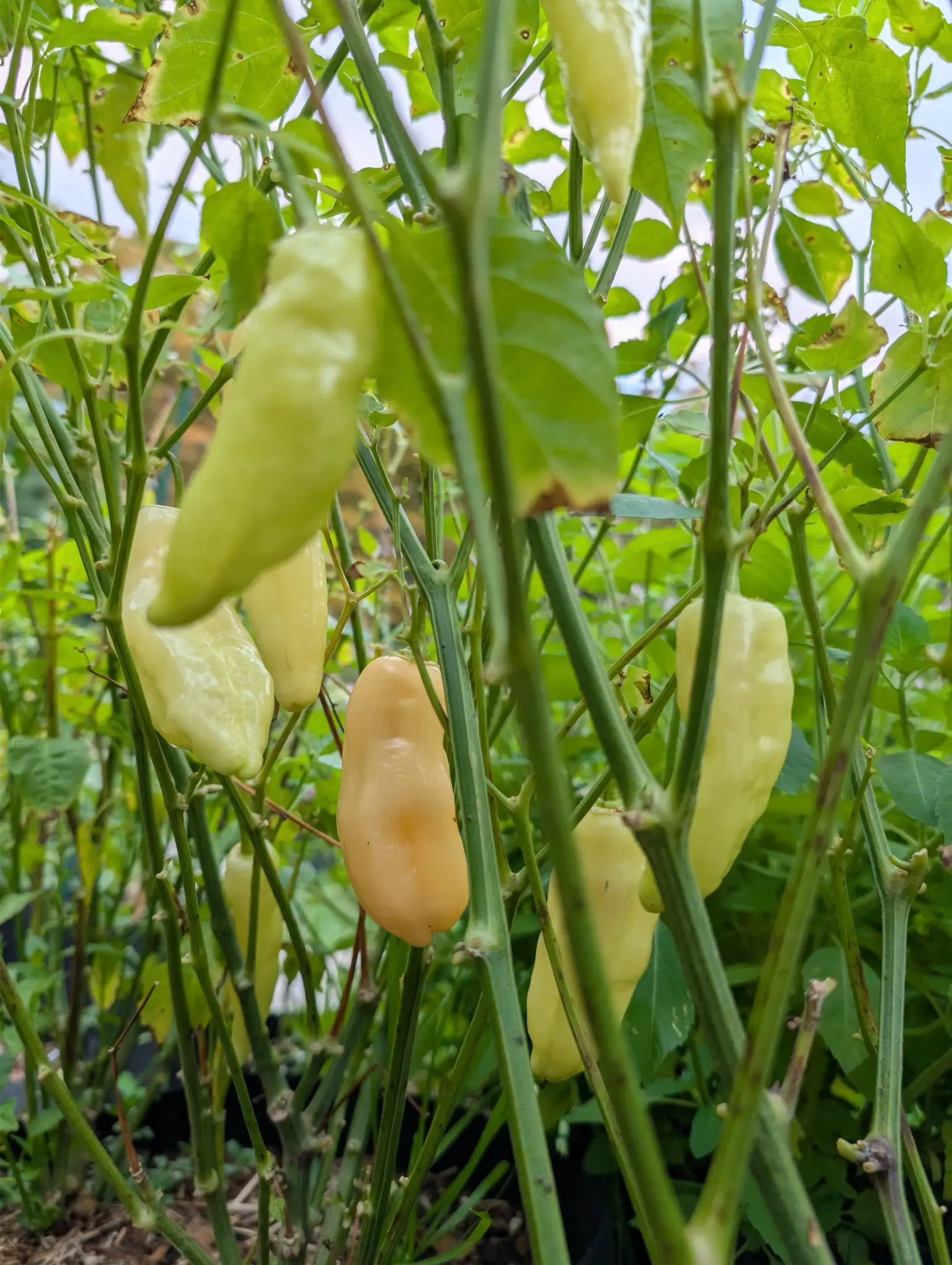 Sugar Rush Peach peppers on 29 September, eight or more wrinkled, dented pods hanging pendant on short pedicels in a waxy creamy ivory stage, one at center already turned soft peach and puckered. Light is flat and diffuse under an overcast sky.