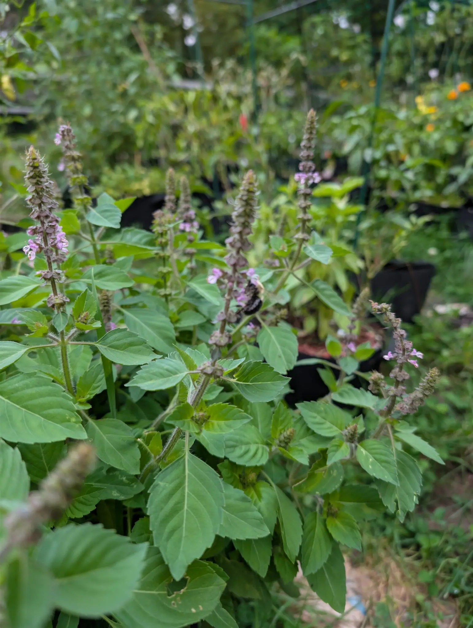A bushy stand of square, finely haired stems on 29 September, slender spikes stacked in whorls where only a few pale pink flowers open at once, the rest drying purple-brown toward seed. A tawny-thoraxed bumblebee grips one whorl under flat overcast light.