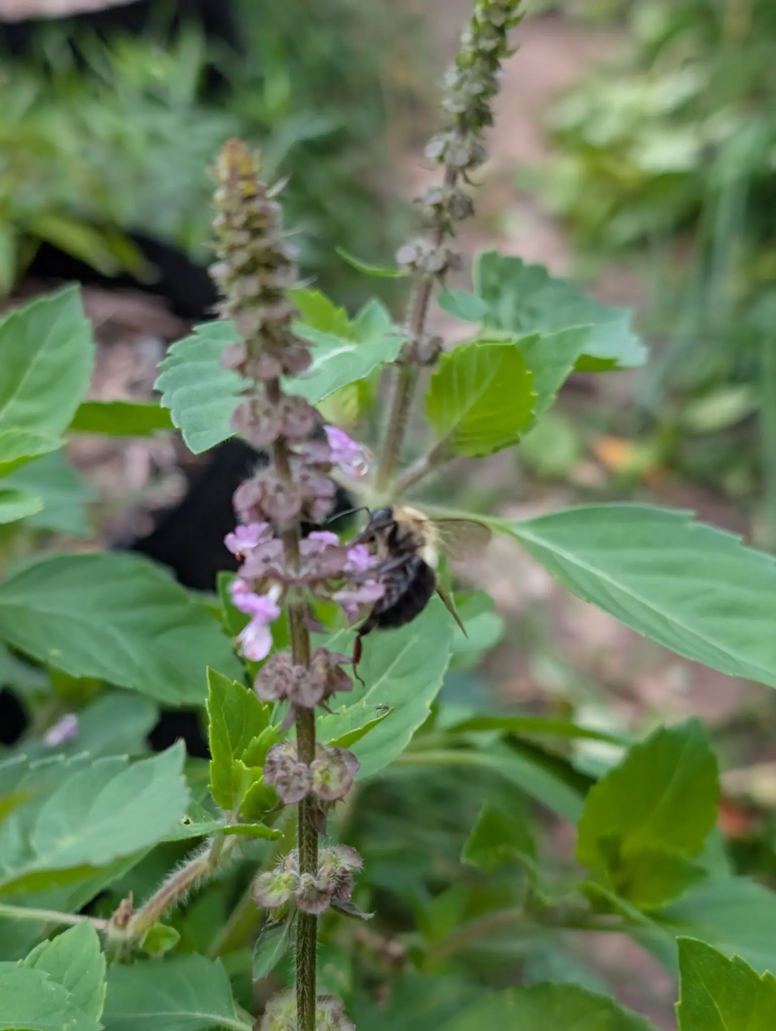 Holy Basil (Tulsi) on 29 September, a bumble bee hanging head-down on the spike while four whorls near its middle carry open pink-mauve flowers and the whorls above and below have swollen into seed calyces, under flat overcast light.