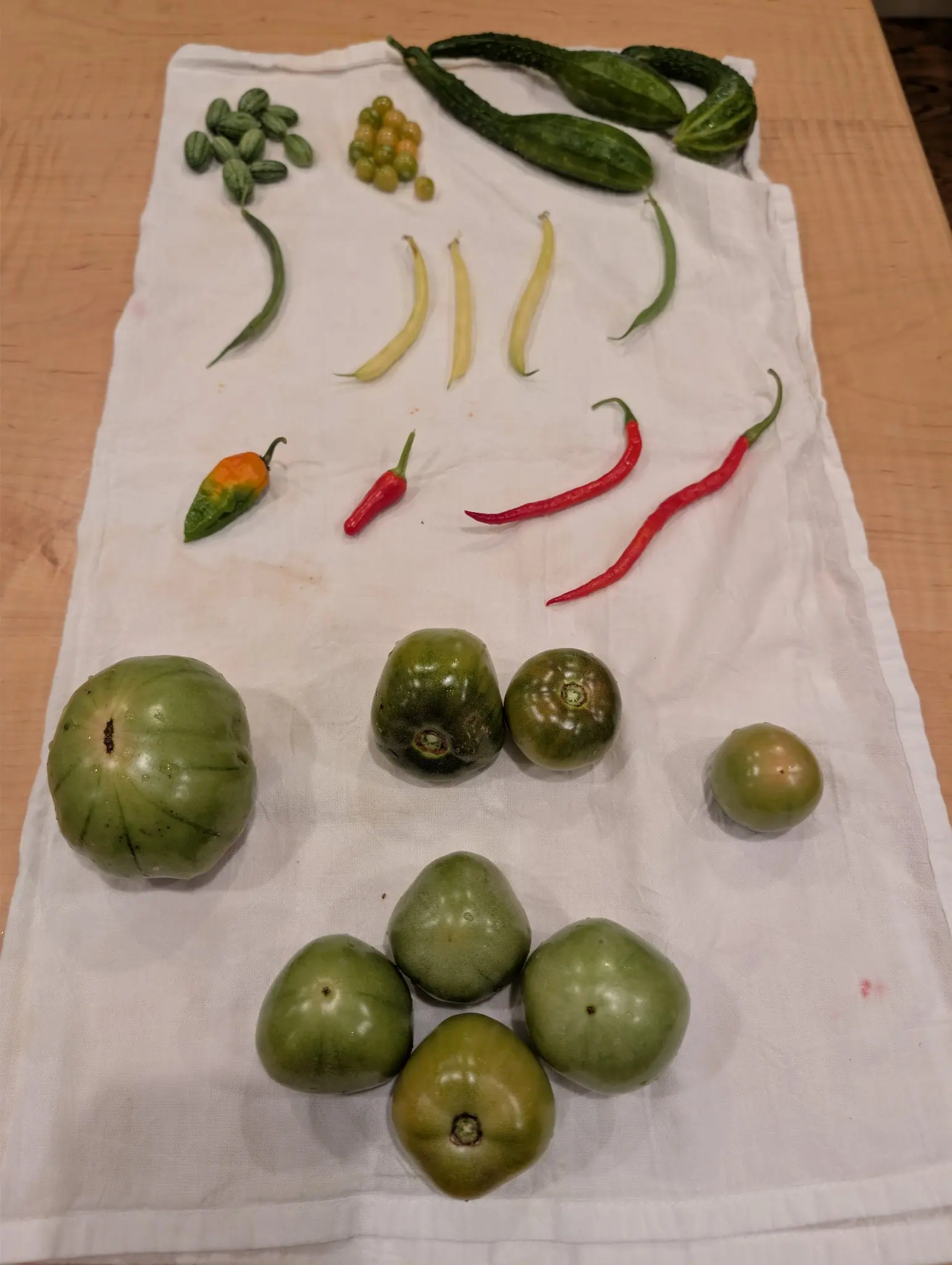 An end-of-season pick laid out in rows on a white dish towel on 30 September, almost everything still green: one flattened, ribbed fruit shows a dark corky scar at the stem end and fine lines in its shoulder creases. Warm overhead light, no daylight.