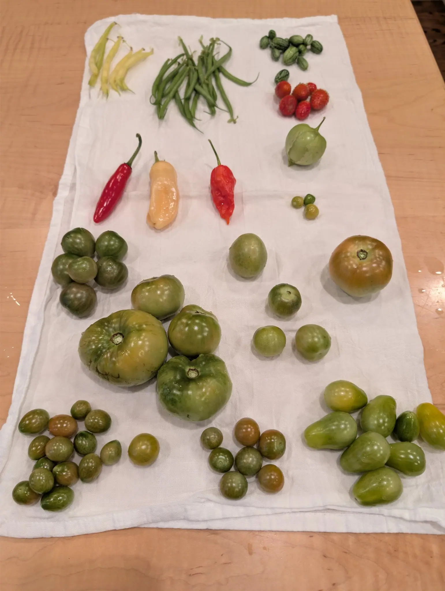 A harvest laid out indoors on a white cotton towel on 1 October, nearly all of it still green: nine red globes bristle with fine prickles above a wrinkled cream pod that ends in a blunt lobed tip. Warm electric light, droplets on the bare maple.