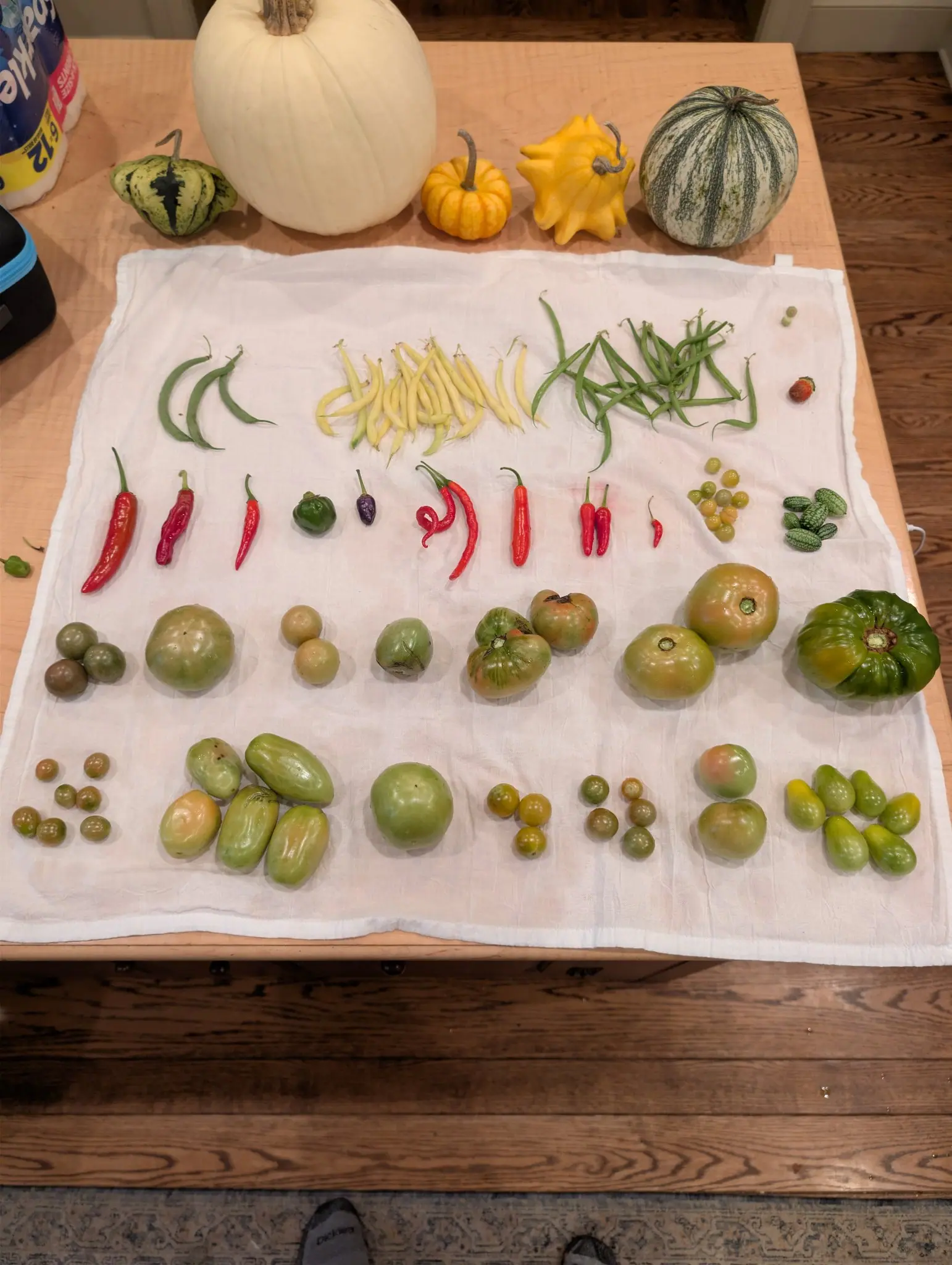 An indoor harvest spread on 4 October: four rows of mostly unripe green fruit and slender pods on white cloth, the largest at the right end deeply ribbed and lobed, dark green with yellow shoulders. Overhead light is warm and even, shadows short.