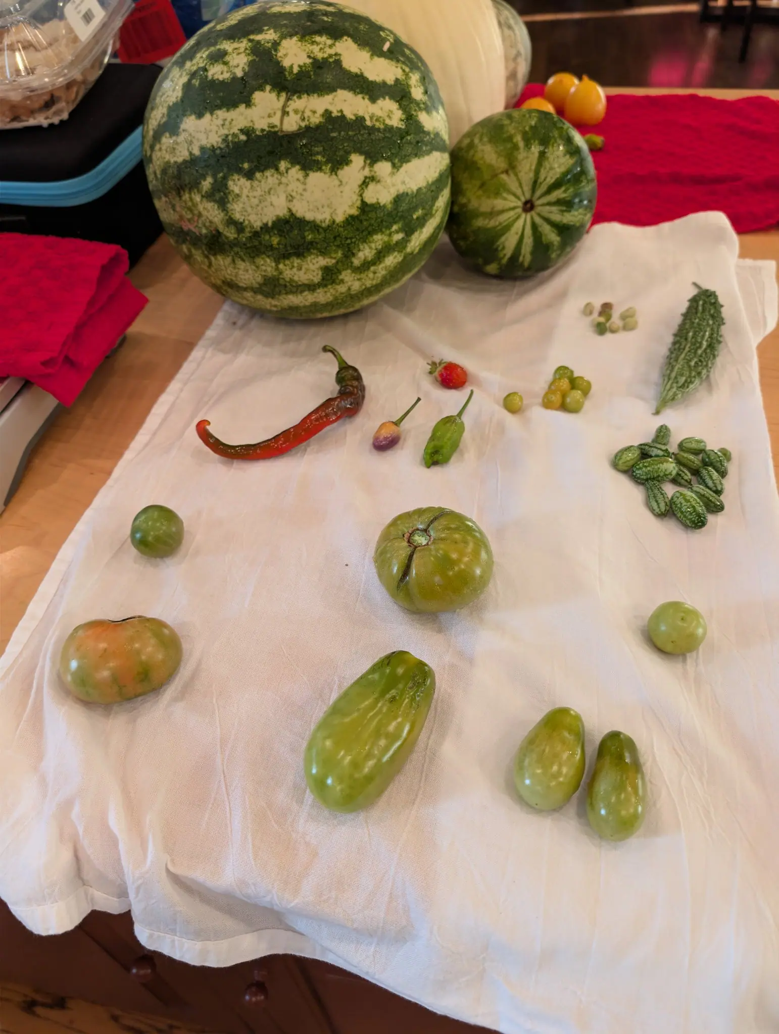 An indoor harvest covers a white flour-sack towel on 5 October, two striped round fruits at the head of it, the smaller scored by a pale starburst radiating out from its blossom scar. Soft indirect daylight, faint shadows.