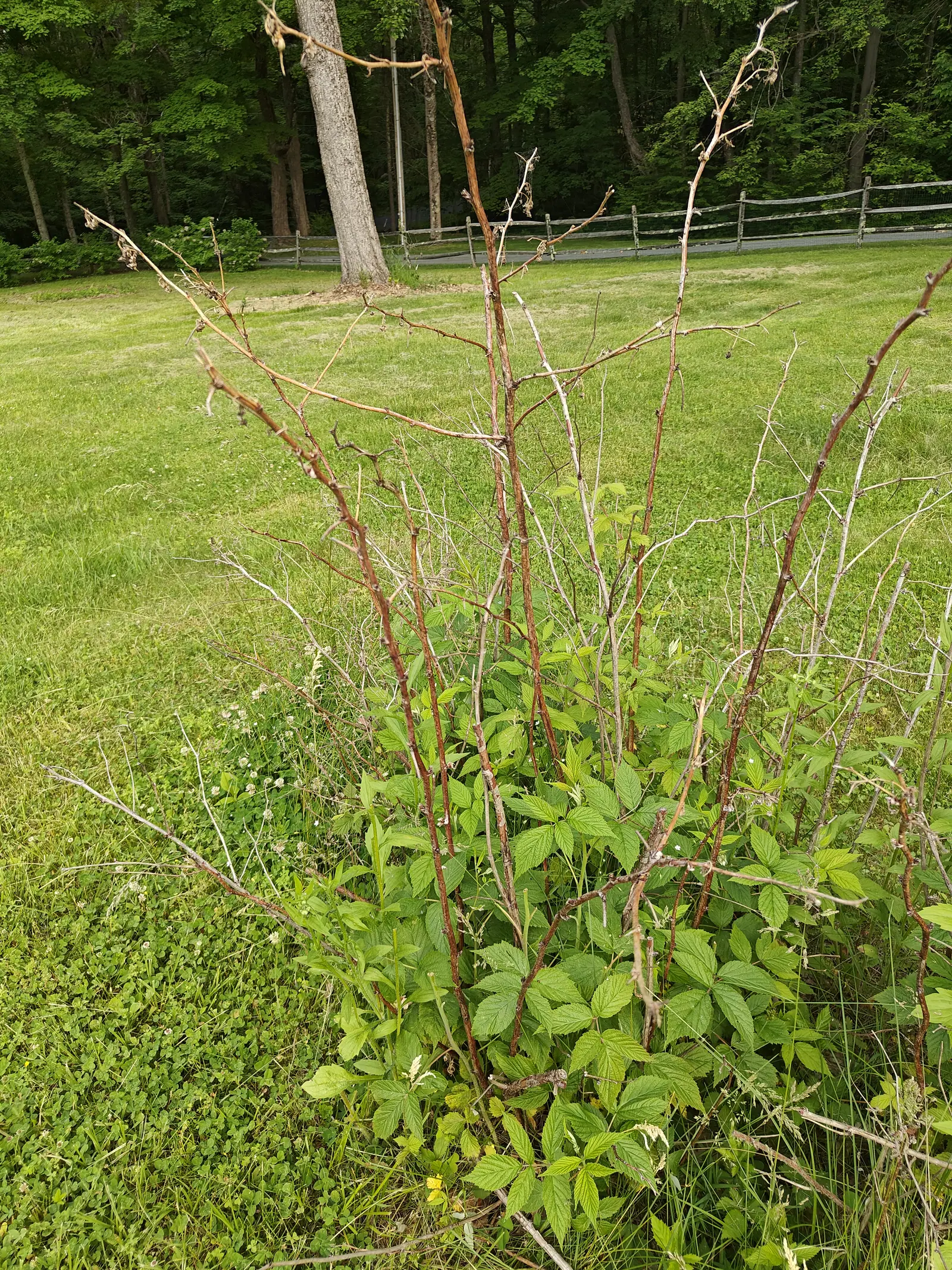 Red raspberries on 6 June in two tiers — the old canes standing bare and bleached above, bark peeling in strips and their tips dead and shriveled, a dense mass of fresh green growth crowding up beneath them under flat overcast light.