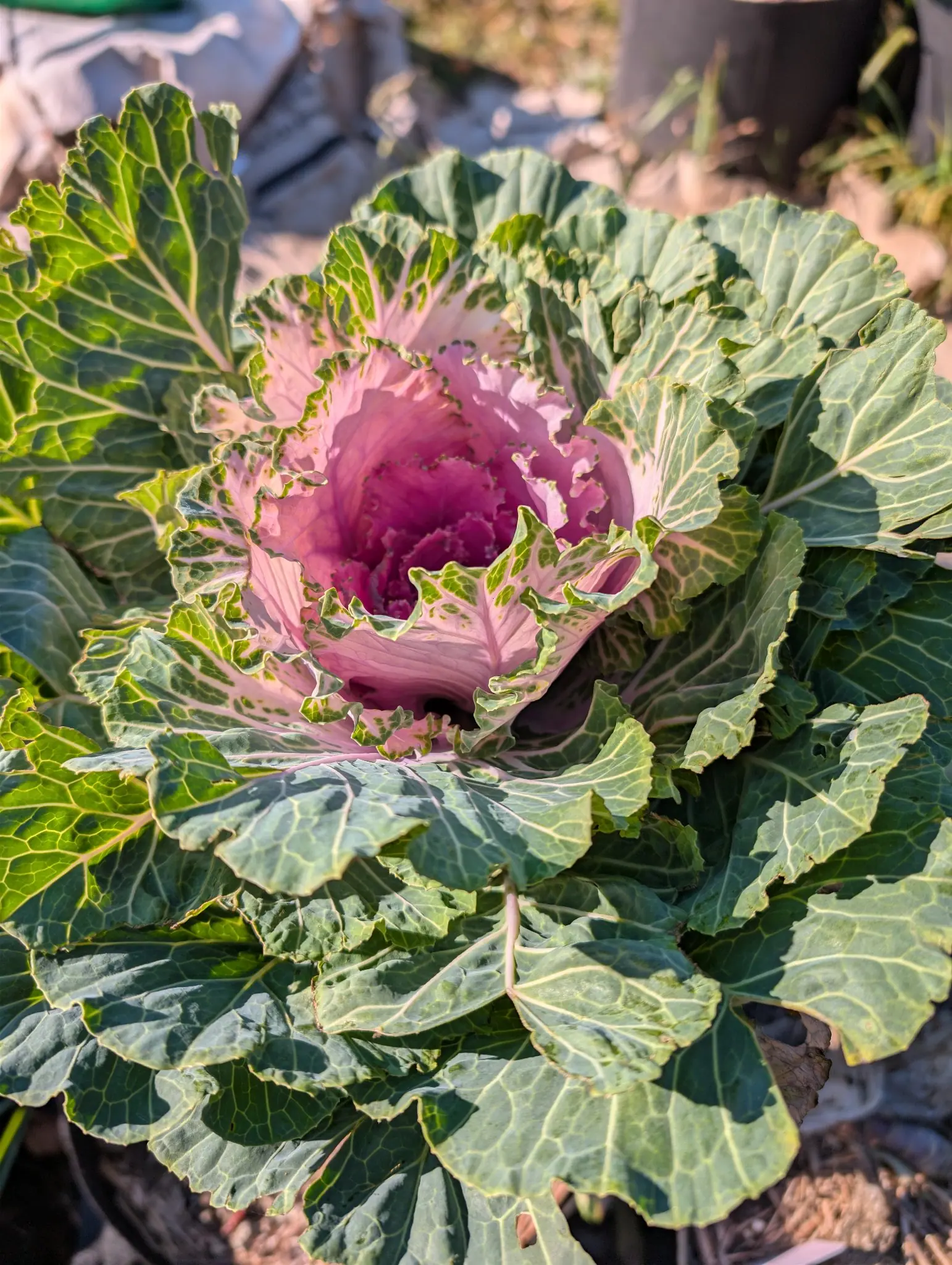 A rosette of waxy gray-green paddle leaves on 7 October, its cream-white veins fanning from thick midribs into a closed center a third the rosette's width that shifts from cream-pink to deep magenta-rose. Low warm light rakes it from the left over dusty soil.