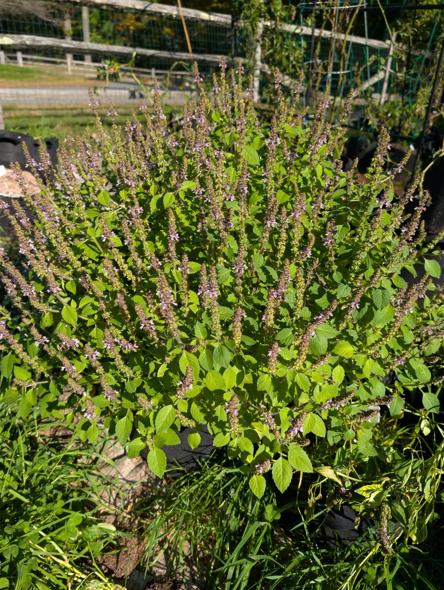 Holy Basil (Tulsi) on 7 October, many-branched and wider than tall, with dozens of slender racemes standing above the foliage, most already past bloom into beaded columns of purple-brown calyces. Low sun, hard shadows.