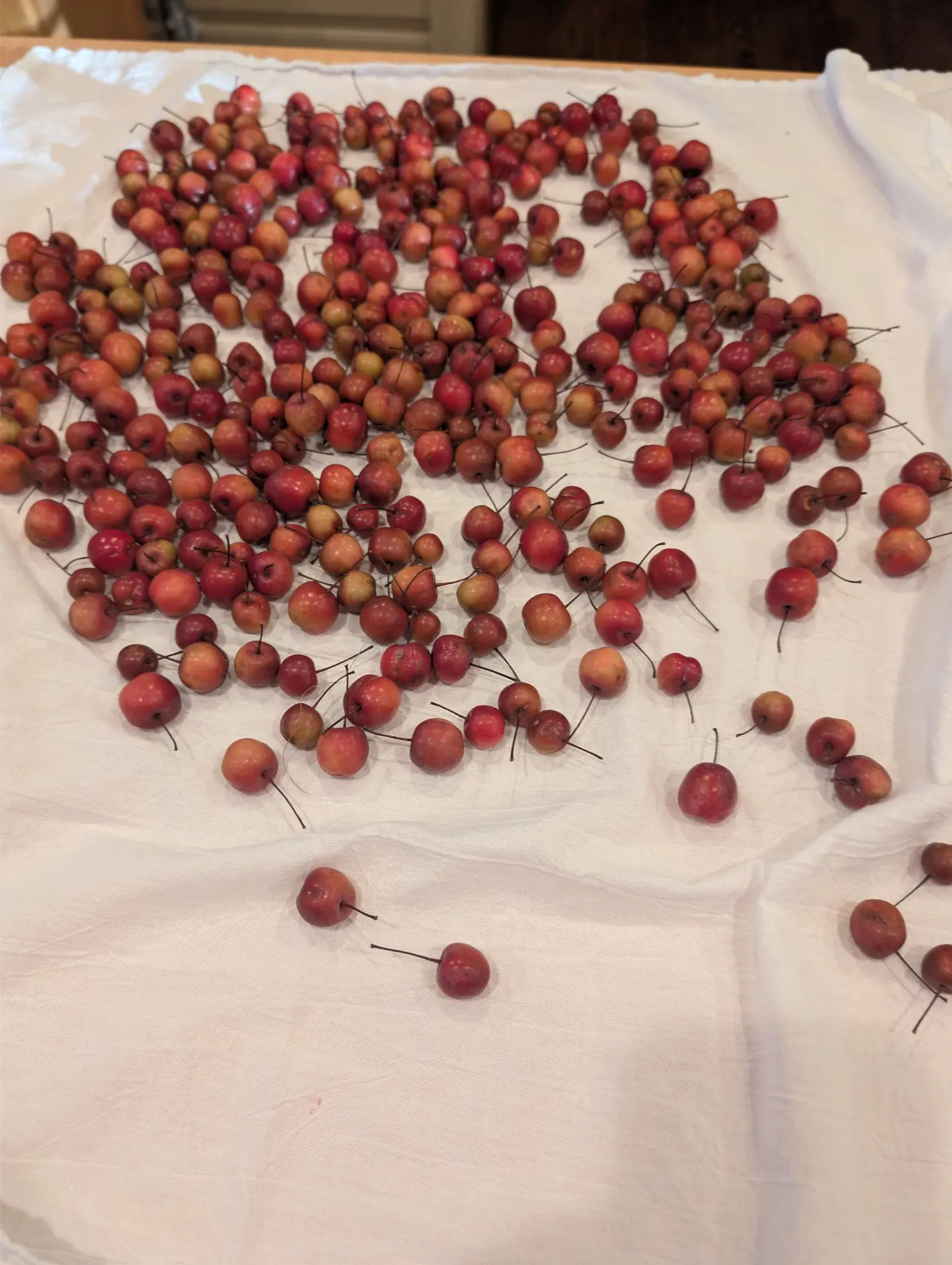 Smooth-skinned fruits dry in a drift across a white cloth on 9 October, each with a long slender woody stem still attached and a shriveled dark eye at the opposite end; color runs from deep wine red through scarlet to yellow-green, in flat indoor light.