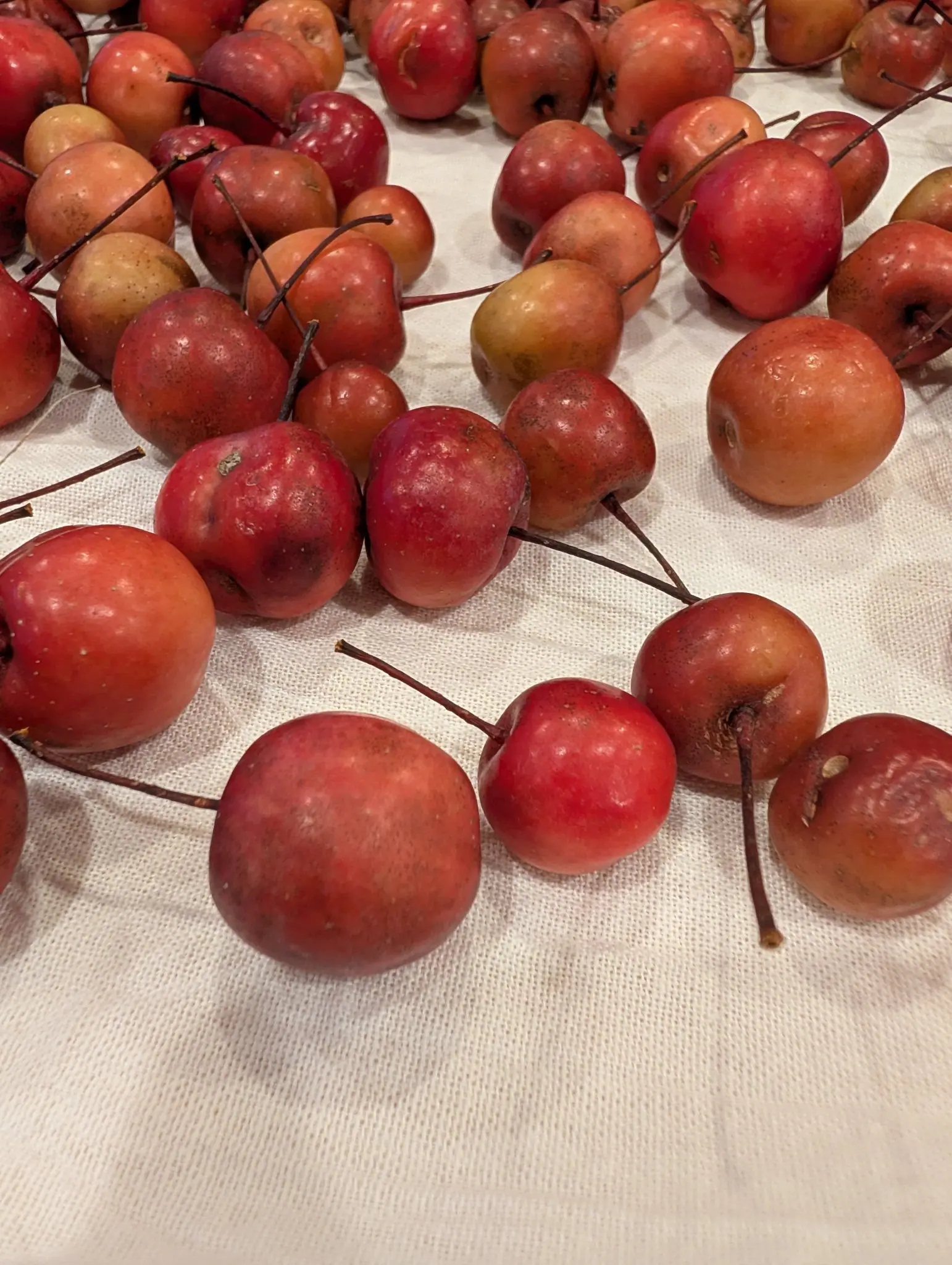 Several dozen small pome fruits on 9 October, most glossy crimson over yellow and trailing slender woody stalks longer than the fruits themselves, a few scuffed or dimpled. Warm indoor light from upper left casts short shadows across the waffle-weave cloth.