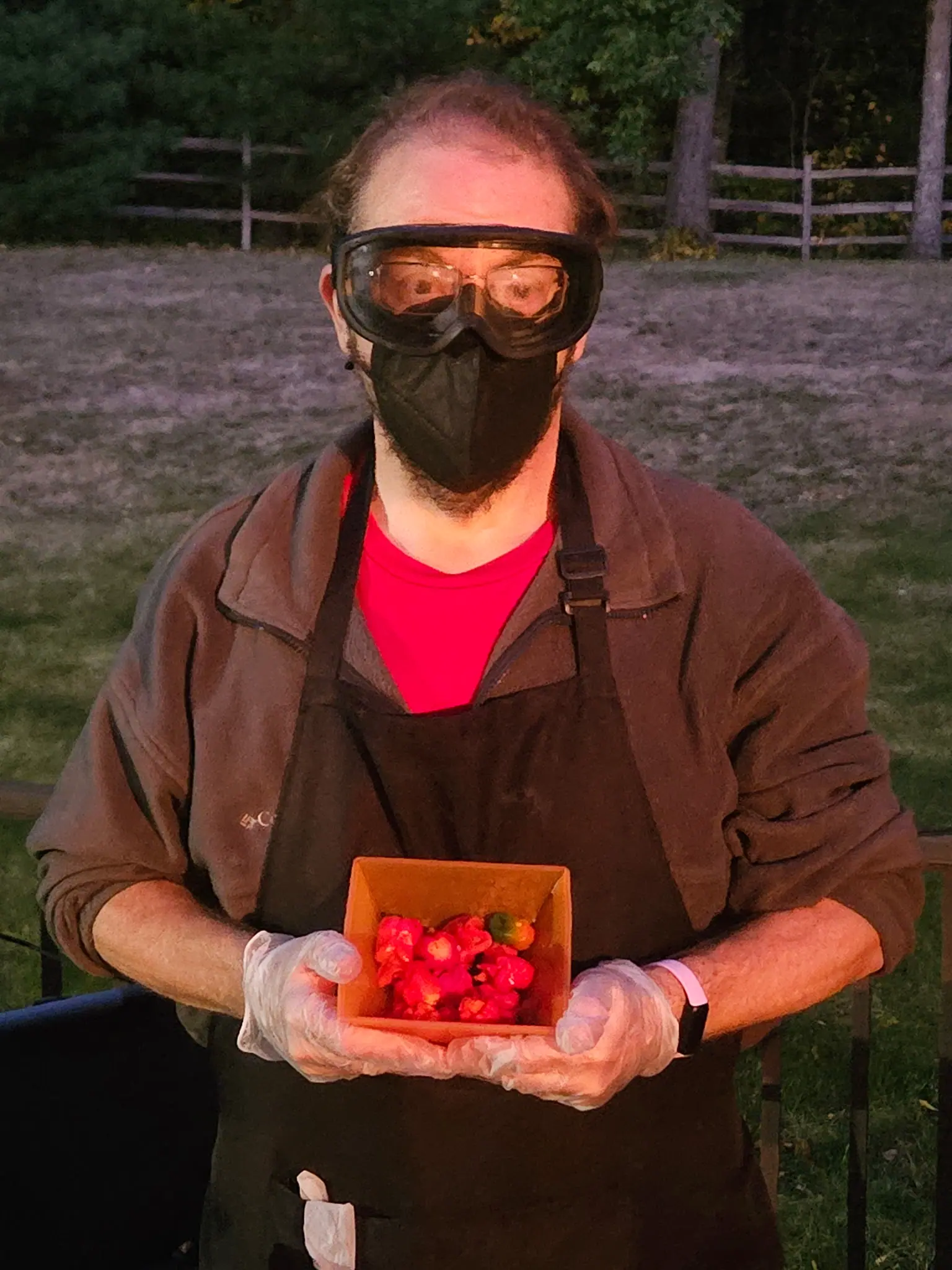 Armageddon F1 peppers on 10 October, a kraft-paper pint box held out in two gloved hands: a dozen glossy red pods, deeply wrinkled and lobed, one still mottled green at the top of the pile. Dusk lays a red cast over the pasture fence behind.