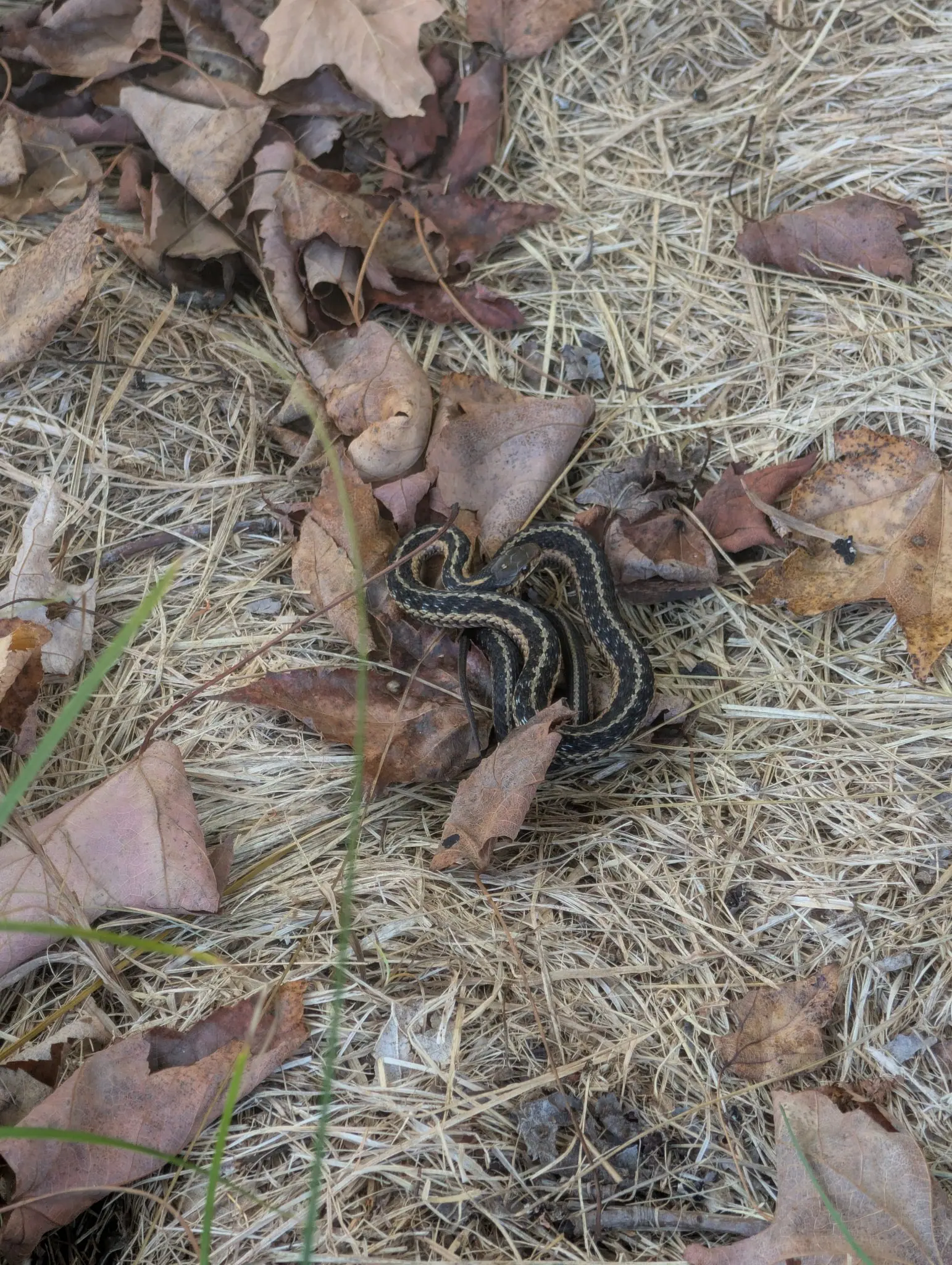 A dark olive-black snake lies in open S-curves on 7 October, a cream stripe down the center of its back and one low along each side, the dark between them broken into squarish checkers. Soft even light, dry curled leaves in rust and tan.