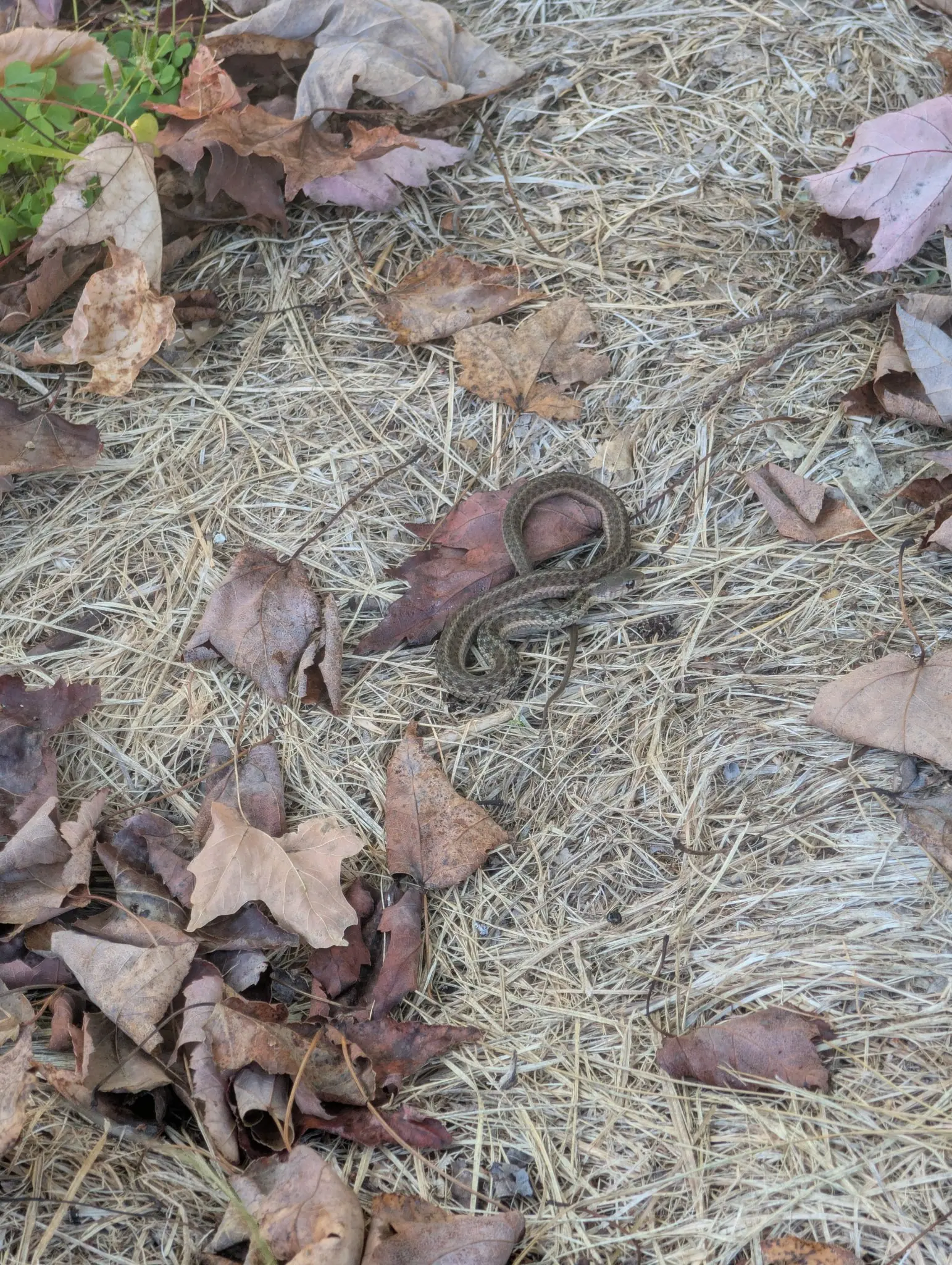 A slender gray-brown snake, finely checked along the flanks, lies in two and a half loose loops on 7 October, part of its coil lifted onto a single rust-red fallen leaf. Diffuse daylight, dry leaves, one corner of green clover.