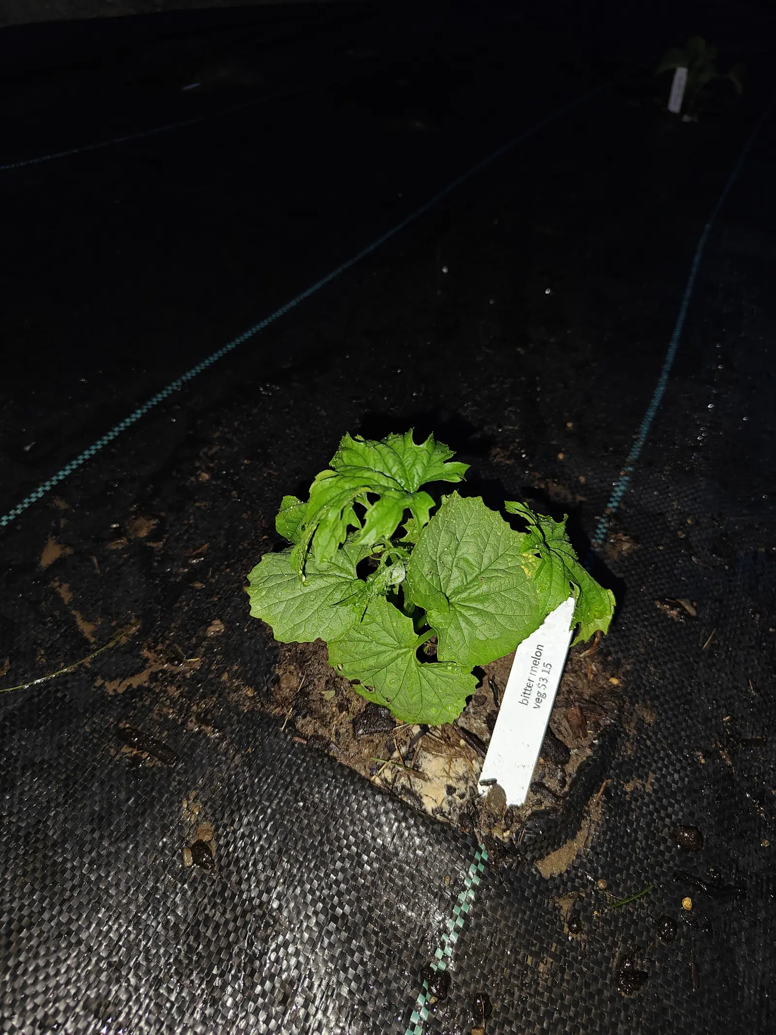 A young vine on 11 June, photographed at night, its older pair of leaves rounded and only shallowly angled while everything above them is cut deep into narrow points, one tendril coiled tight at the crown and every surface flaring with waterdrops.