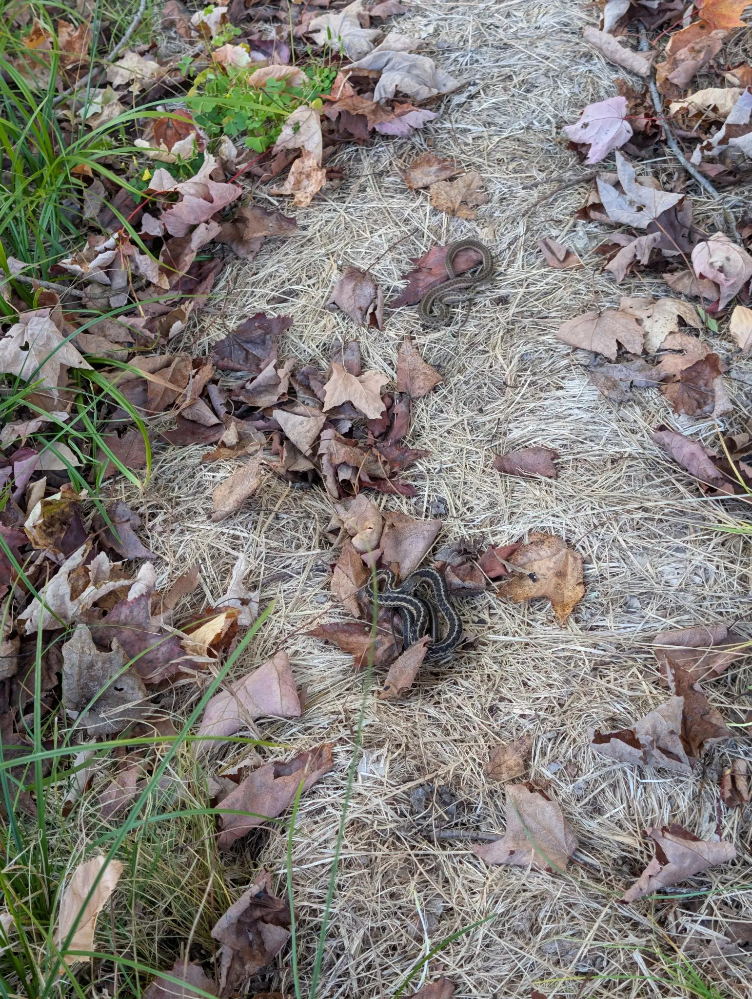 Two snakes rest on a straw path strewn with curled maple and oak leaves on 7 October, the lower one looped in a flattened S nearly twice the length of the leaf its head is tucked beneath, three cream stripes running its dark back. Soft overcast light, no shadows.