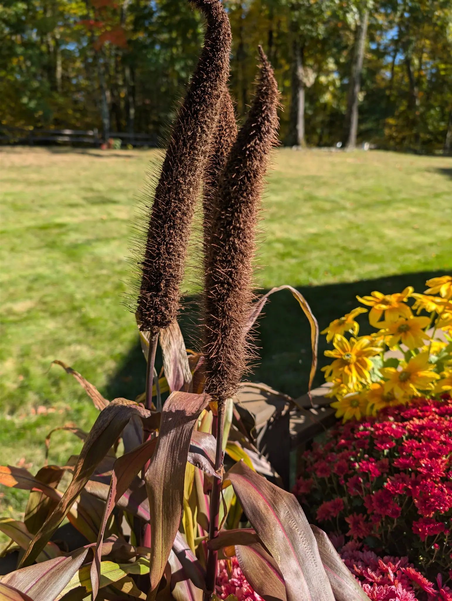 On 12 October, two bristly cattail-shaped seed spikes stand upright above bronze-purple strap leaves with bright pink midribs, their stiff awns lit to a halo. Hard midday shadows stretch across the mown lawn behind.