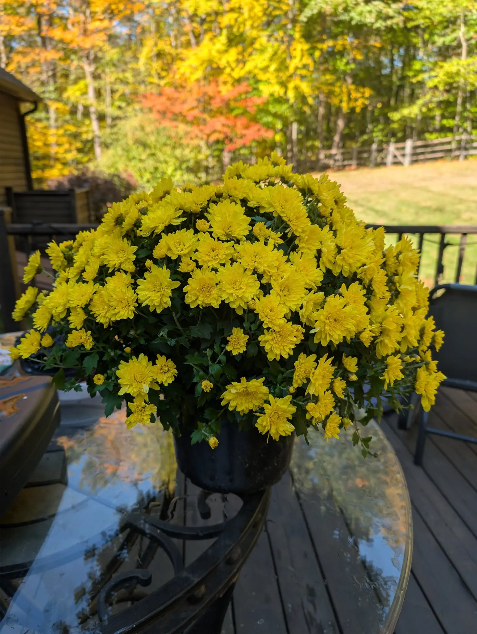On 12 October, one potted mound of hundreds of tight yellow rosettes, each petal short and incurved around a deeper gold center, spills past the rim and hangs down both sides. Low raking light, autumn woods beyond.