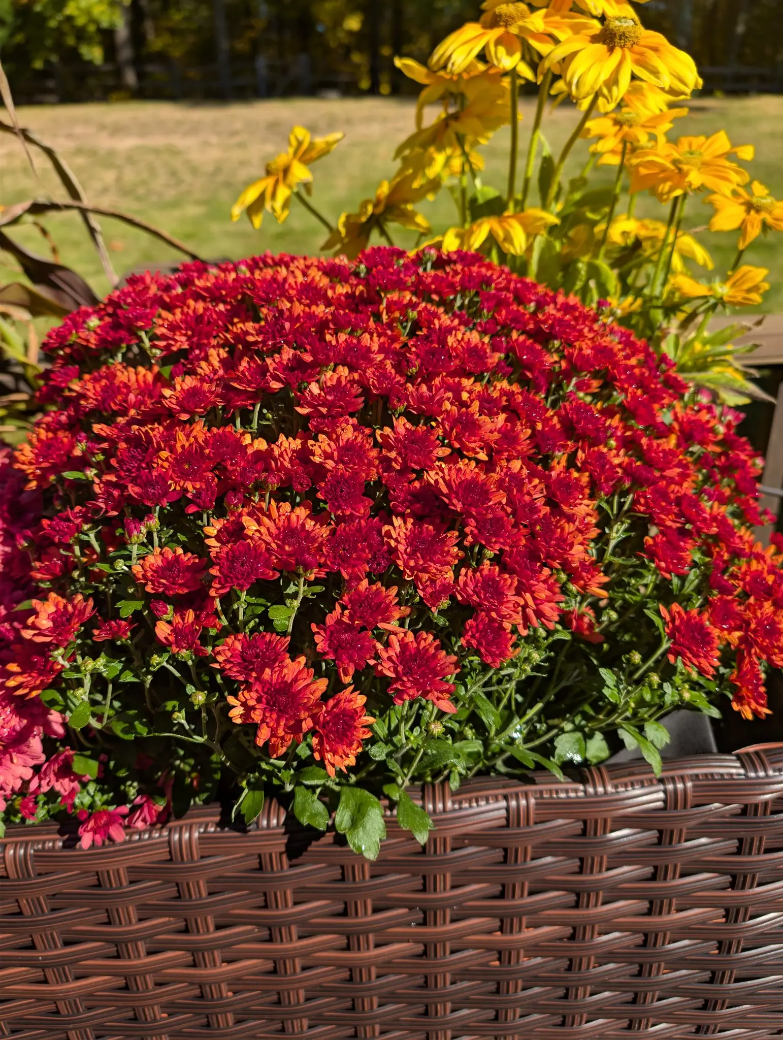On 12 October, a mounded dome of bloom twice as wide as tall carries hundreds of small crimson daisy-form heads, a few dozen of them opening lighter coral, with green buds still tucked in the gaps. Hard sunlight from behind, over tan mown lawn.
