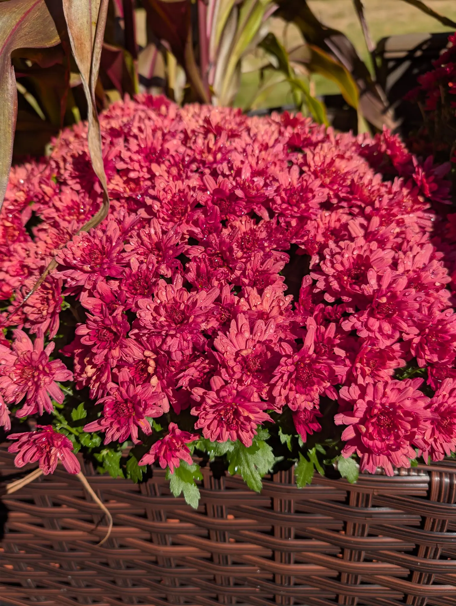 A dense cushion of hundreds of deep rose to magenta blooms opens at once on 12 October, each head a small double whorl of strap-shaped rays around a tight crimson center, water beading across many petals. Low sunshine rakes in from the upper left.