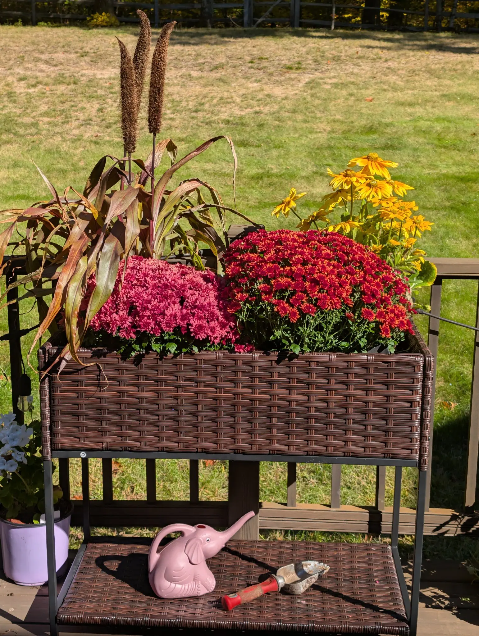 Two mounds of small double flowers, magenta-pink and brick red, bloom shoulder to shoulder on 12 October beside three dry brown seed spikes held above strap leaves gone straw-tan and collapsing over the rim. Bright midday autumn sun, hard shadows.