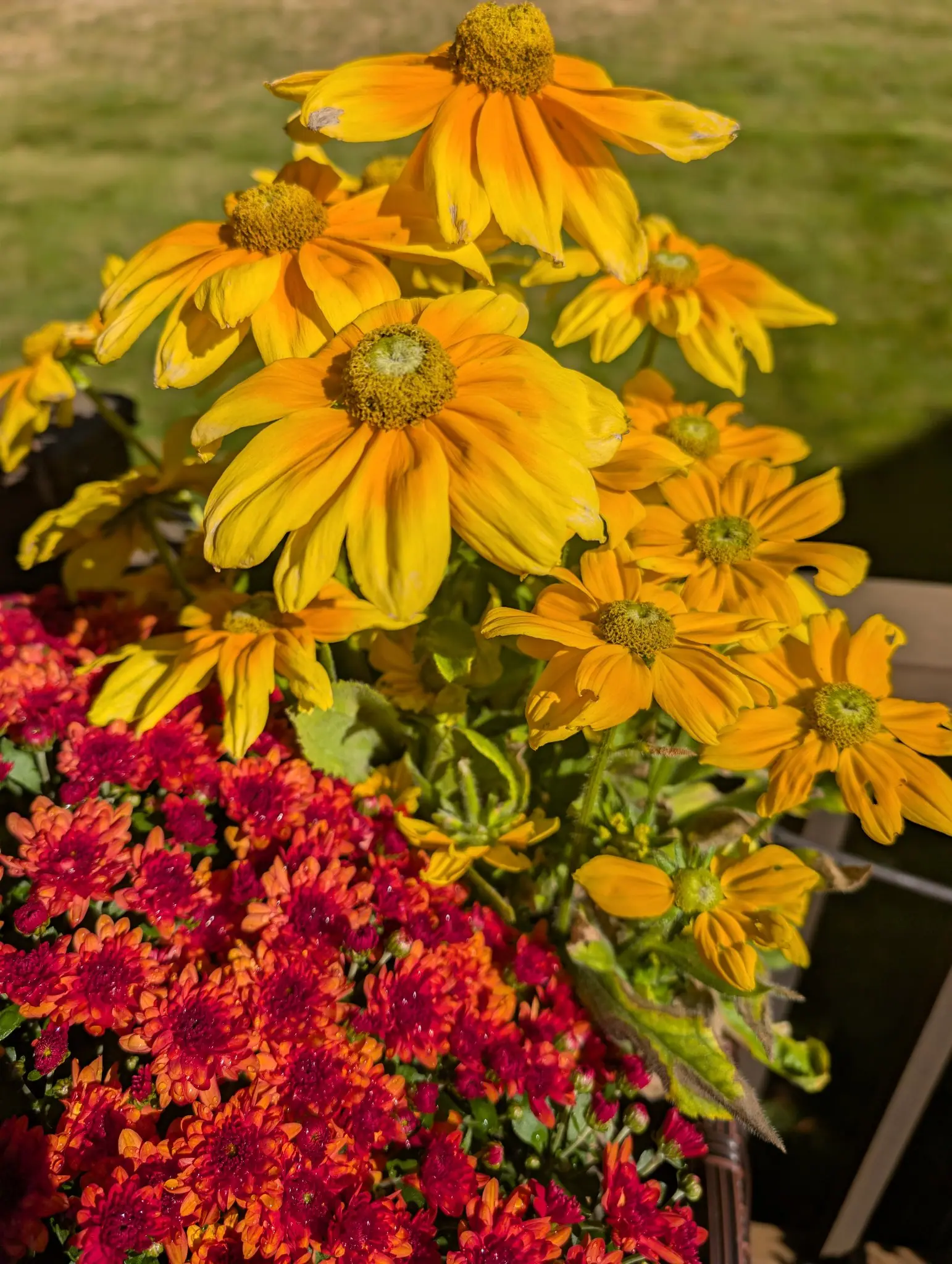 On 12 October, broad yellow petals deepen to an orange ring around each domed green center, every stem and bud furred with coarse white bristles; below left, hundreds of tight crimson doubles crowd into one cushion under hard low sun.