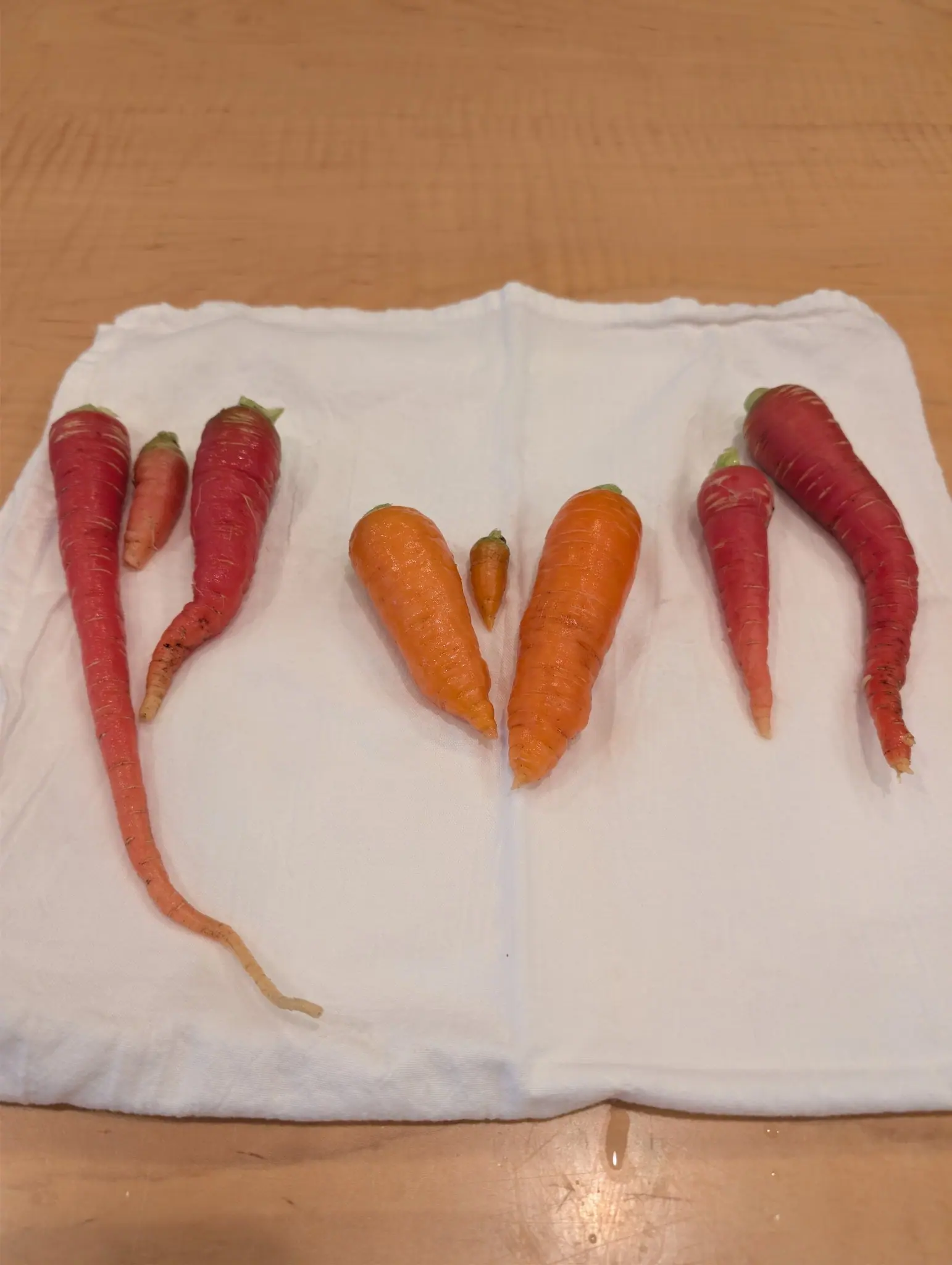 Eight washed roots lie on a folded white towel on 17 October, three of them deep magenta fading through pink to a cream tip, one whip-thin and curving, another kinked and forked with soil still on it. Warm indoor light, damp skin glossy.