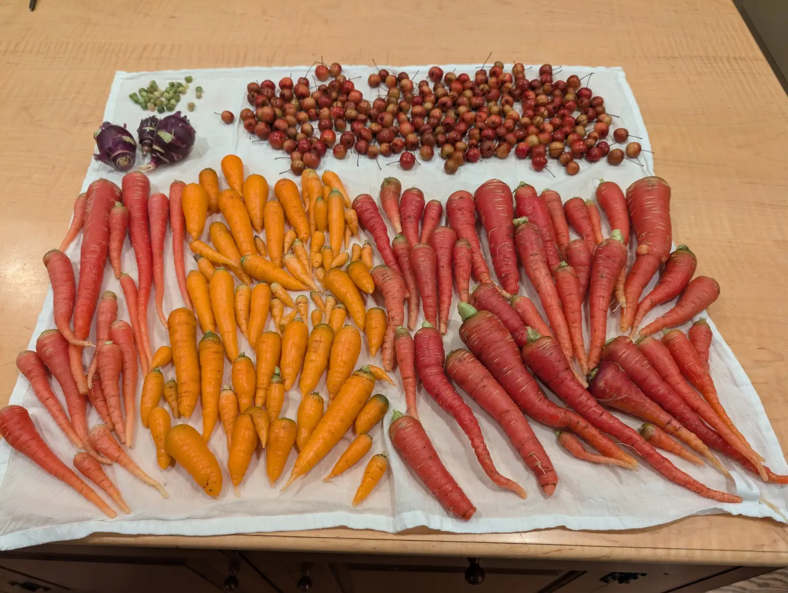 An indoor harvest laid out on white cloth on 19 October: three blocks of tapering roots, coral-red masses flanking stubby orange, many still wearing cut green crowns, forked twin tails and fine white hair roots, under warm room light with no sun.