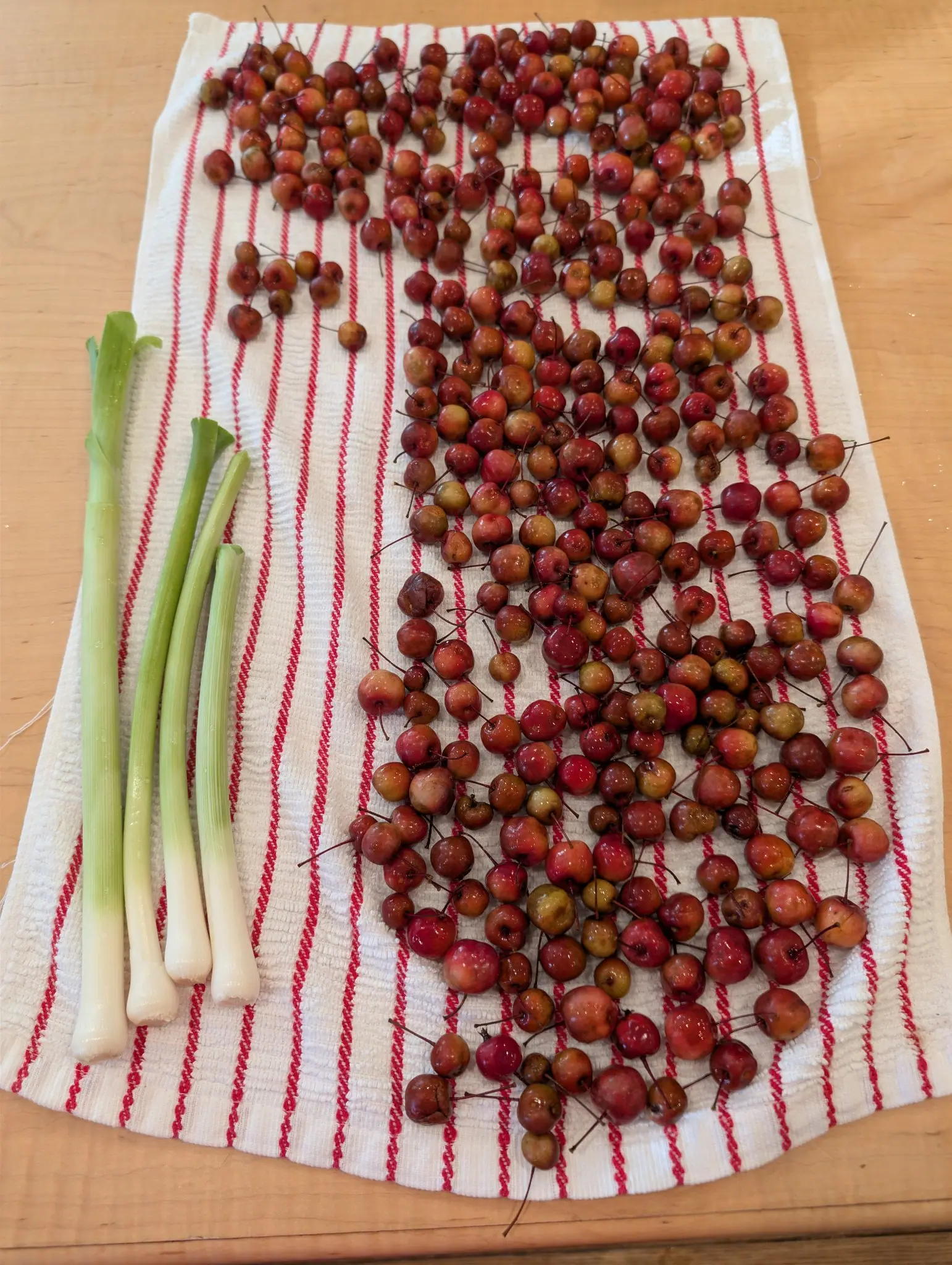 Several hundred washed fruits cover a red-striped towel on 20 October, most two-toned with a red blush over yellow ground and trailing thin stems longer than they are wide; four trimmed white-and-green stalks lie parallel at the left in diffuse light.
