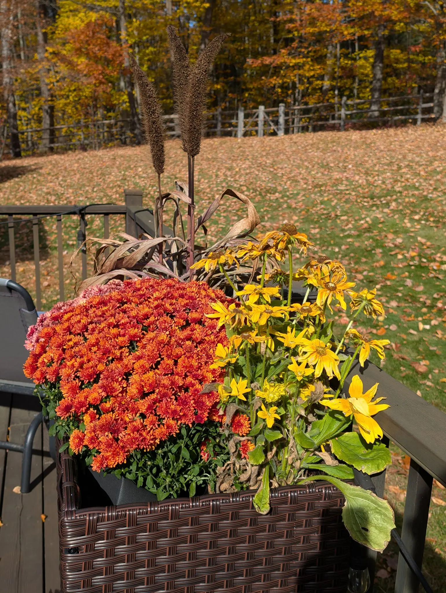 An undescribed photograph from the garden, 24 October 2026