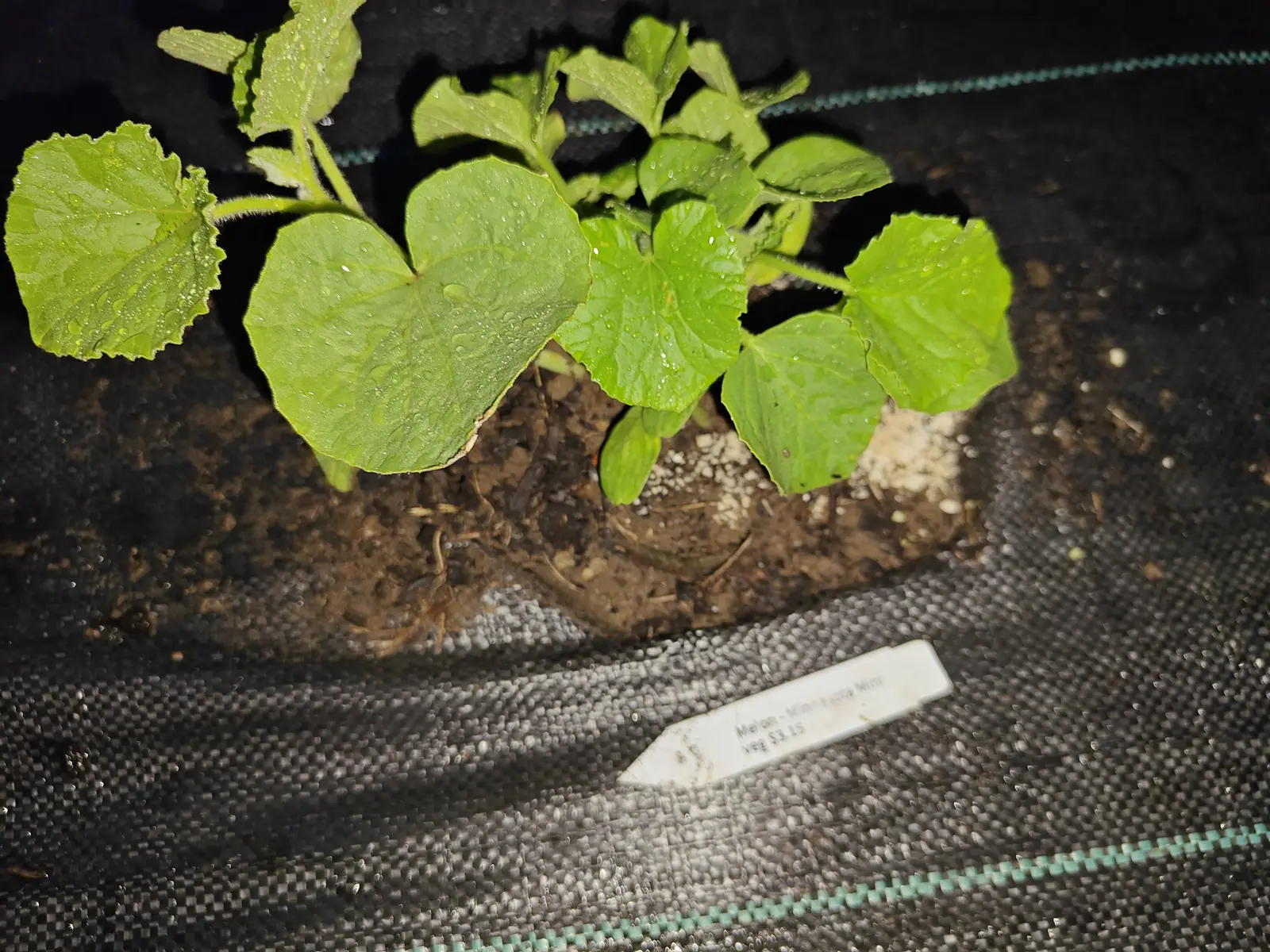 Melon seedlings on 11 June, newly set with their root balls still standing proud and barely earthed in, the kidney-shaped leaves notched deep where each stalk joins and every stalk bristling white where the night flash catches it.