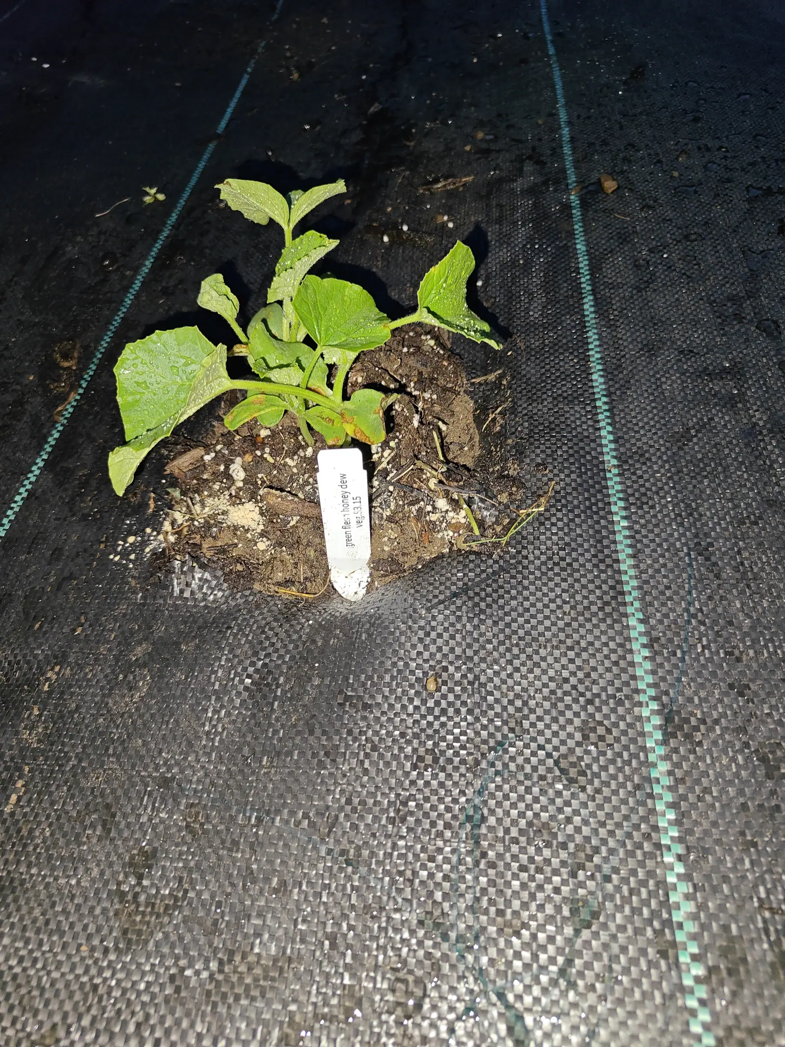 A melon seedling on 11 June, the pair of seed leaves still hanging on at its base and three blades gone tan-brown along their margins, the soft-haired stalks beaded with water — the flash holding it bright while everything past it drops off to black.