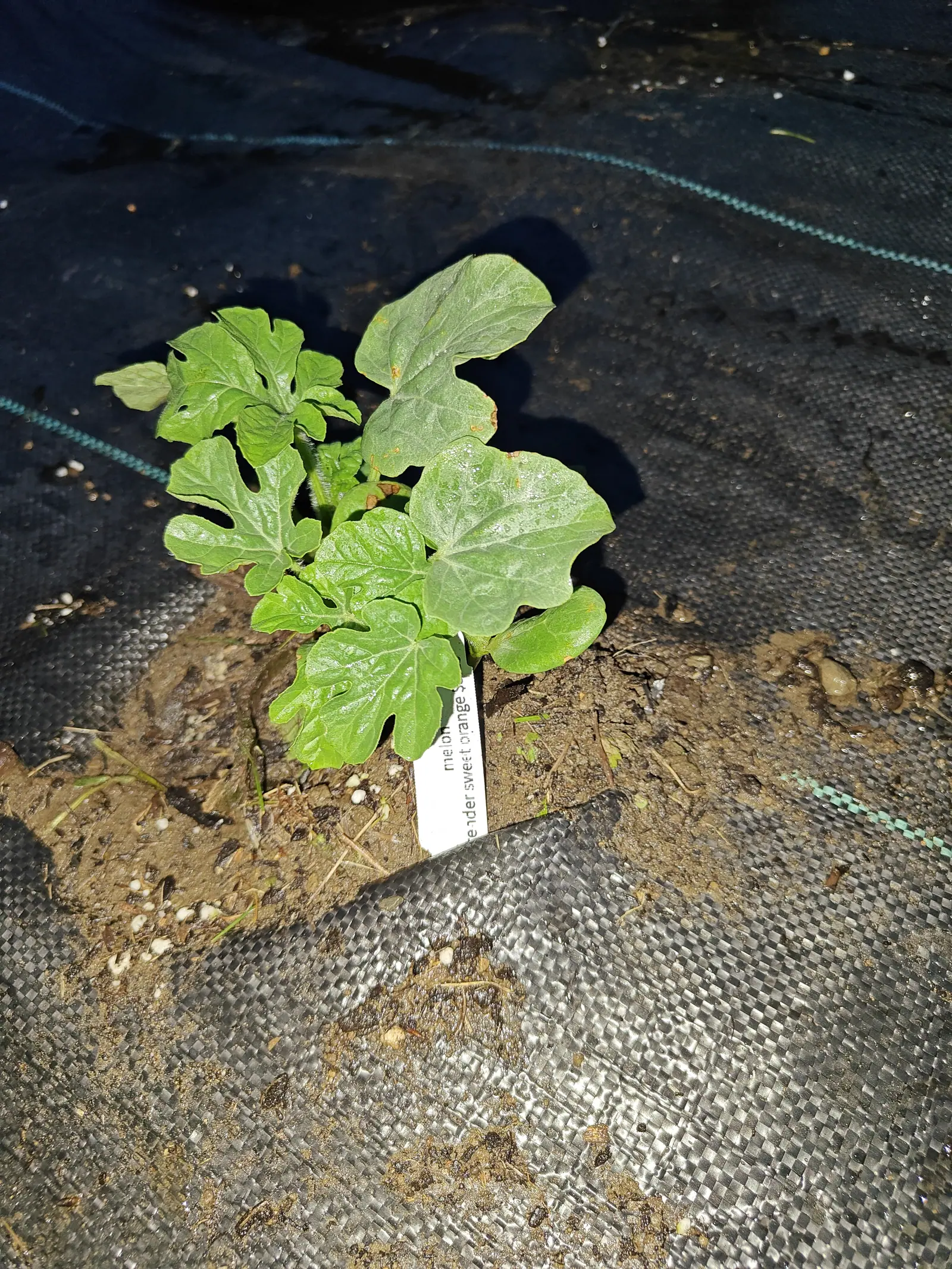 A Tender Sweet Orange watermelon on 11 June with two leaf ages side by side — the older blades cut ragged nearly to the midrib, the newer ones only into three blunt lobes — beaded with water and throwing a hard plant-shaped shadow in the flash.