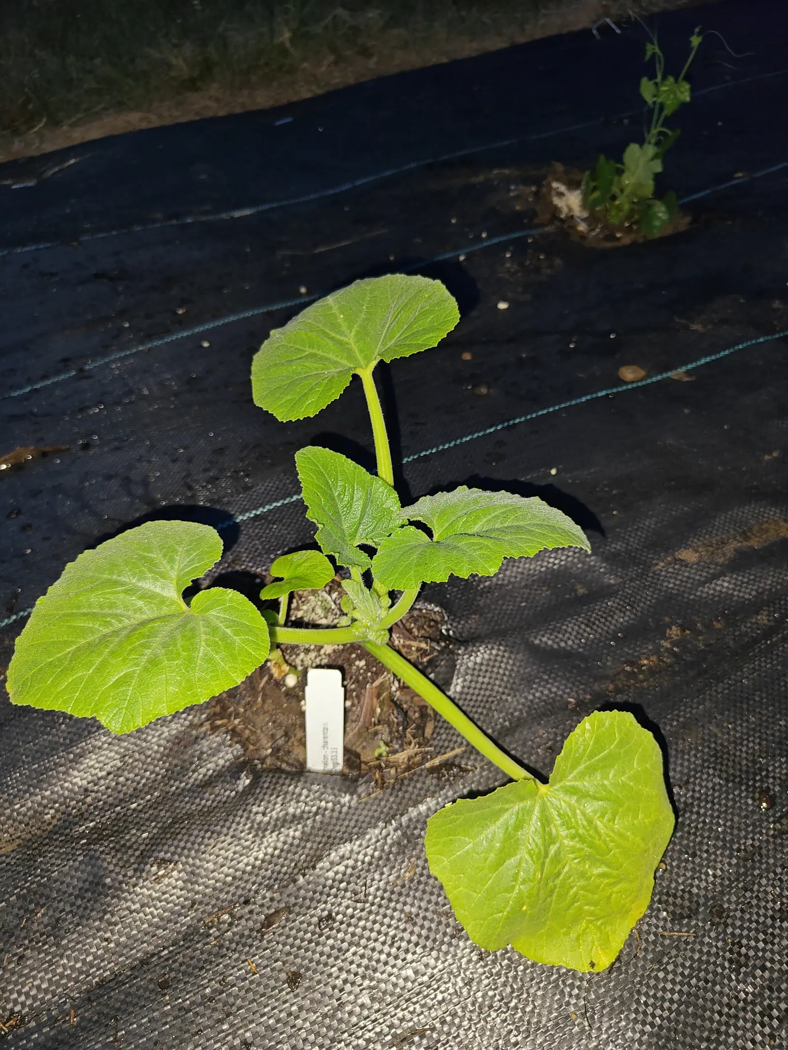 A melon on 11 June, five big kidney-shaped leaves held out flat on stout pale stalks and wider than they are long, unmarked and fresh yellow-green, the newest of them furred so the hairs stand proud along every margin in the hard fall-off of the flash.