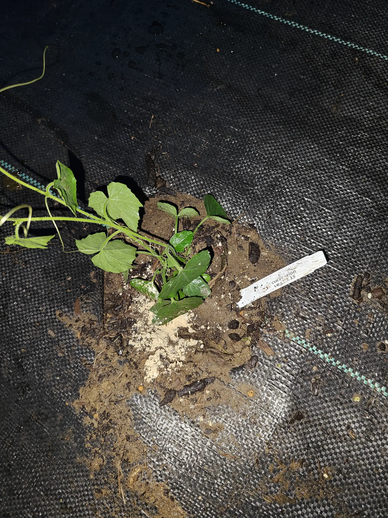 A wiry vine on 11 June, already running — one thread-thin shoot snaking off out of the frame with a coiled tendril or two along it, its small ivy-angled leaves bristly at every edge and dusted white with something like sand across the lowest pair.