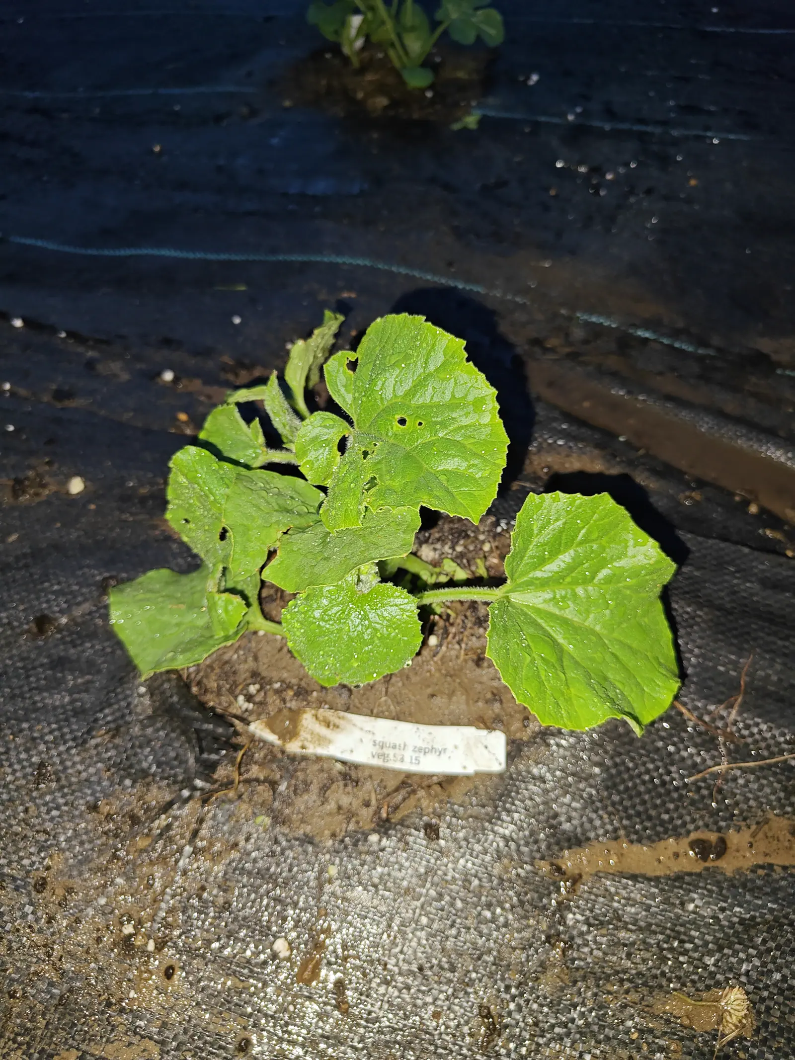 A young cucurbit on 11 June, six or seven leaves held flat and quilted between veins that fan from a notched base, three of them already chewed through with small round holes, its stout stalks bristling in the flash and everything beaded with water.