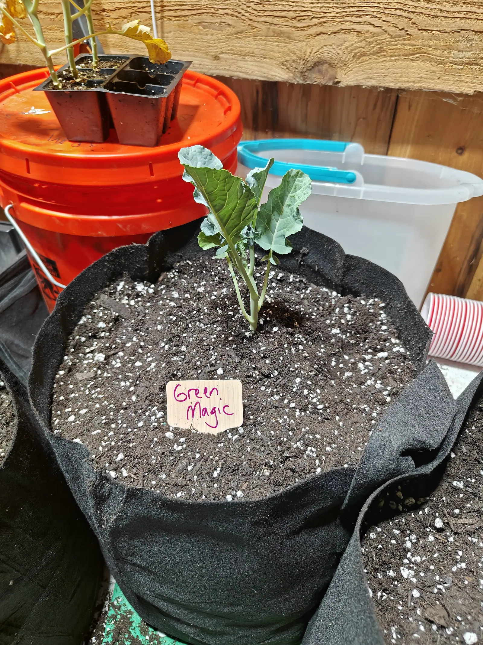 A four-leaved brassica just planted out on 11 June, thick and leathery and matte blue-green under a waxy bloom, a finger-dug hollow still beside it in the raked mix, with raw sawn timber and cobwebs behind in soft indirect light.