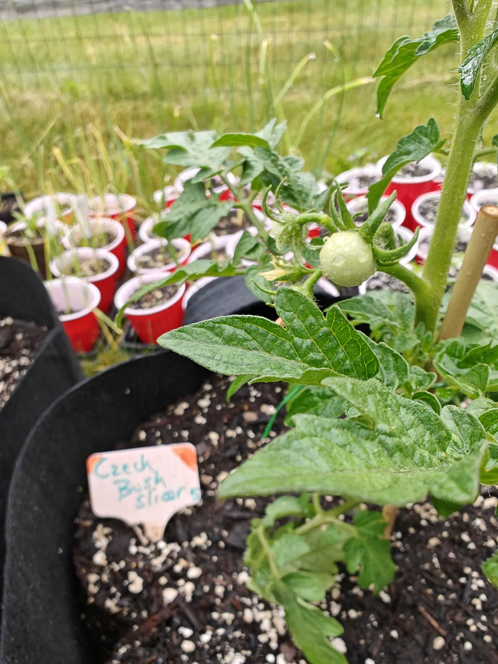 A Czech's Bush tomato on 12 June, one fruit set and still pale hard green and beaded with rain, sitting in a calyx whose narrow lobes curl right back off the shoulder like fingers on a knuckled hairy stalk, the shriveled flower still hanging below.