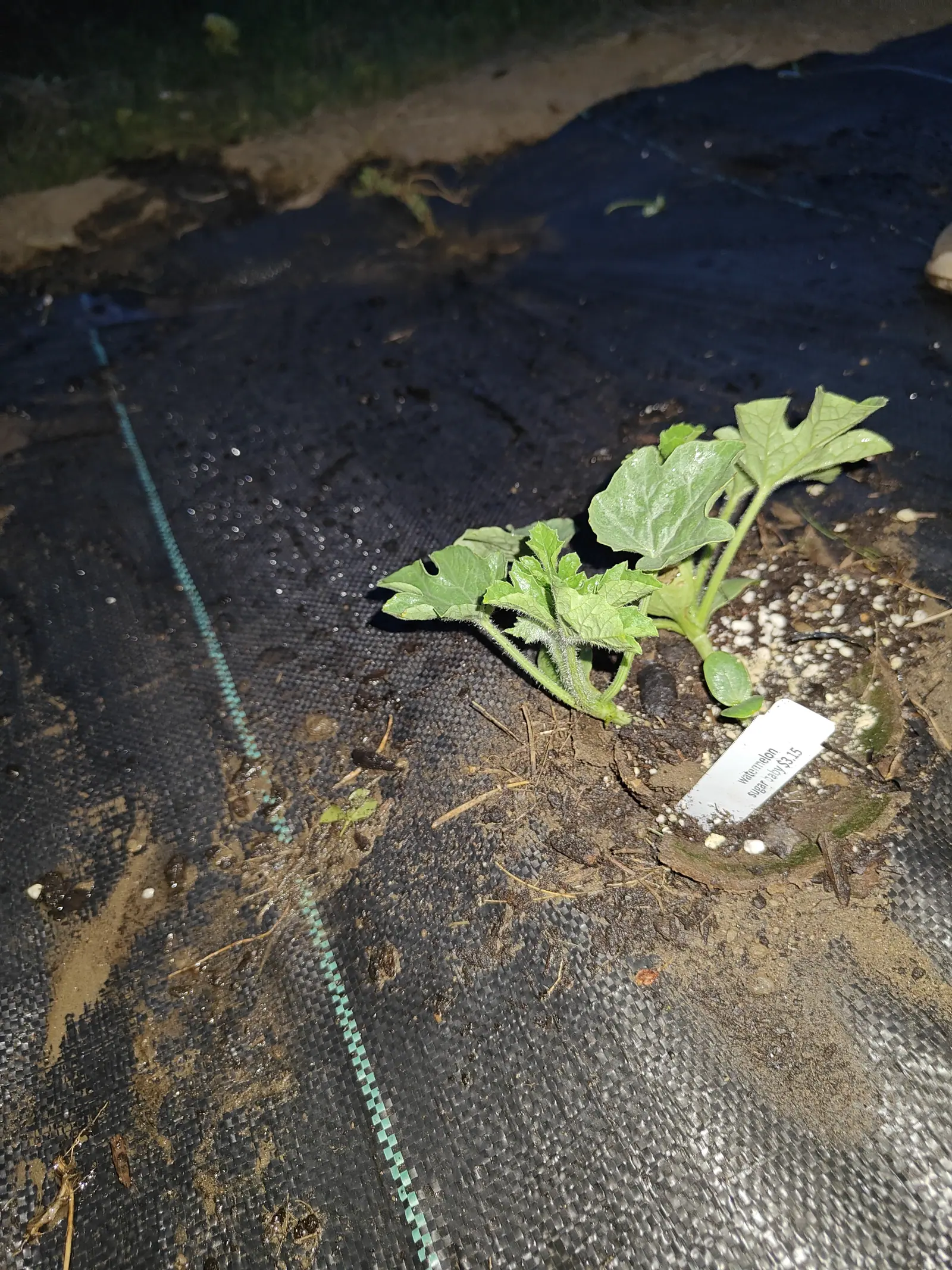 Two watermelon seedlings sharing one planting pocket on 11 June, sprawled flat with no runner between them and the right-hand one still holding its pair of smooth seed leaves, pine-needle litter in front and the flash falling away to black beyond.