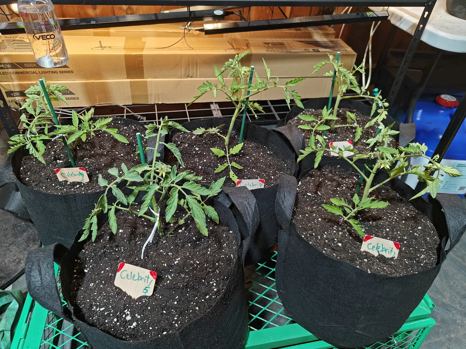Celebrity tomatoes on 14 June, five of them drawn up thin and leggy under strip lights with long bare stretches of stem and their leaves held out flat and thin, one carrying a tight cluster of unopened buds at its tip while the room behind stays dim.