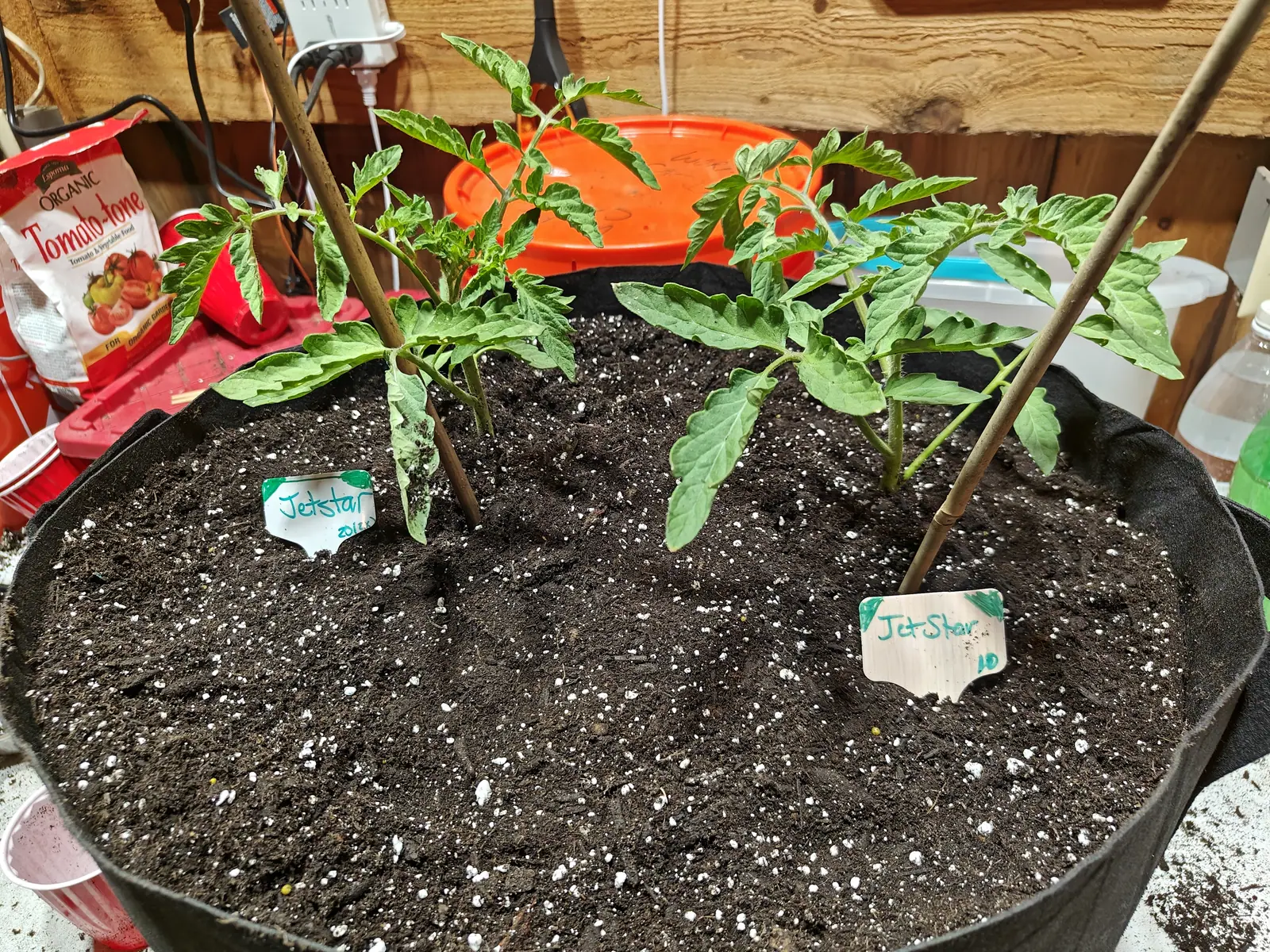 Two Jet Star tomatoes on 14 June, planted well apart and both short and open with long bare stretches of stem, one lower leaf on the left-hand plant collapsed and gone black along its whole length, under indoor light that lays only soft shadows.