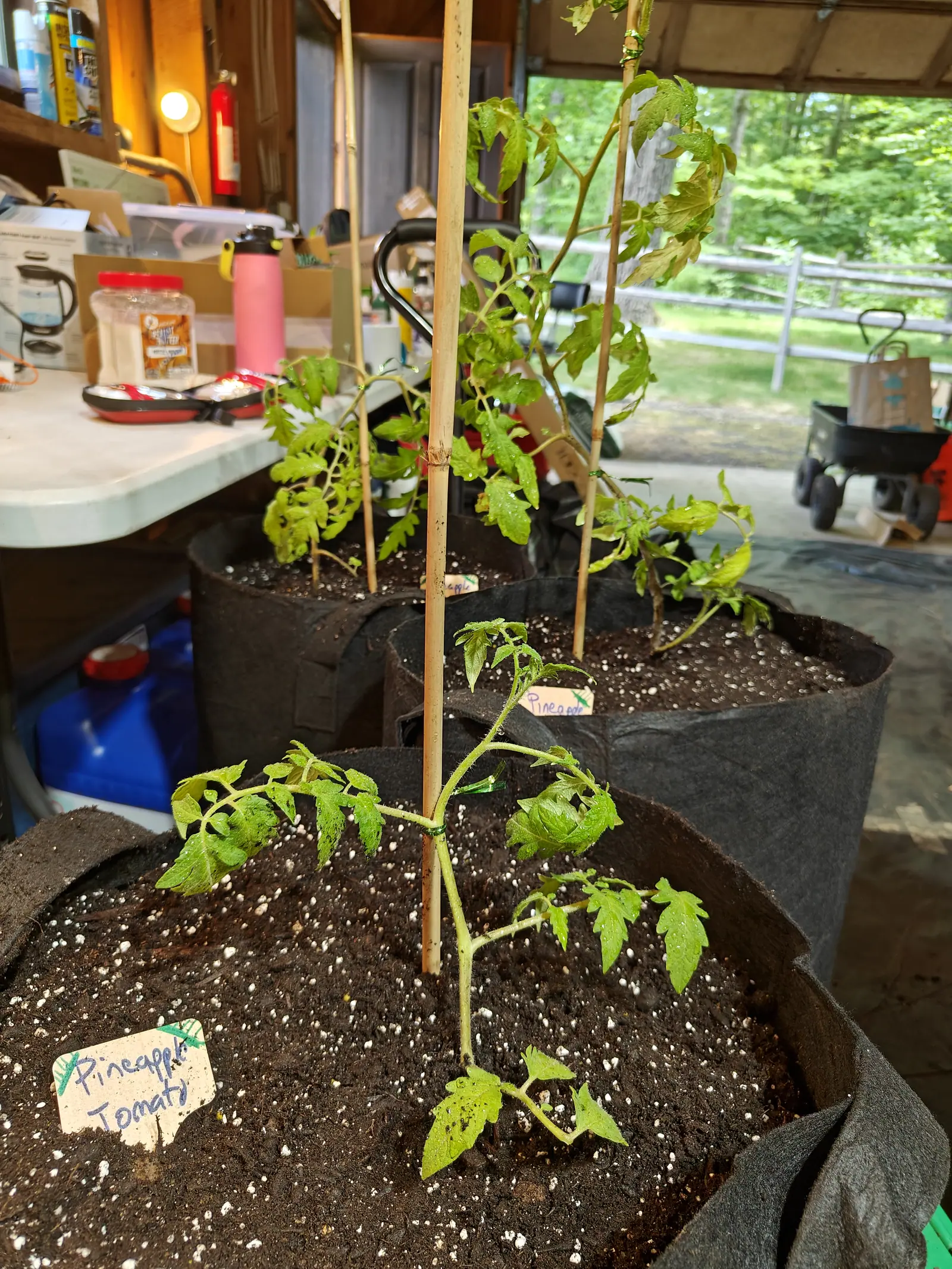A Pineapple Tomato on 14 June in a covered bay where a warm bulb on one wall meets cool daylight flooding in from the open side — short and widely branched, soil splashed in dark specks across its lowest leaves, the two behind it drawn up and drooping.