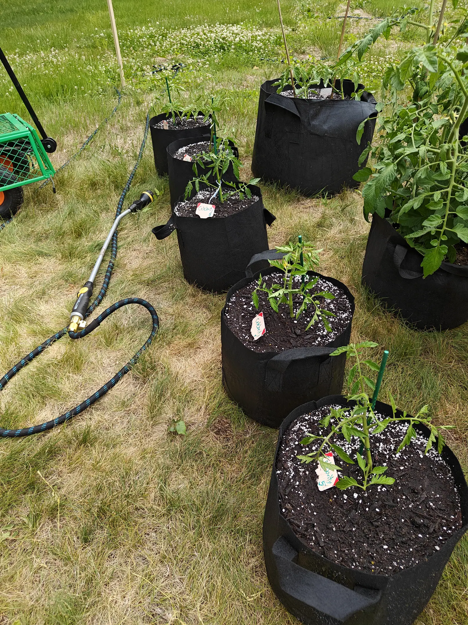 Celebrity tomatoes on 14 June, ranged from spindly newcomers in front to one dark-green bushy plant at the back that climbs up out of the frame, a watering wand still lying coupled in the grass and a drift of small white flowers along the top.
