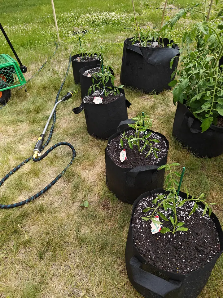 Celebrity tomatoes on 14 June, ranged from spindly newcomers in front to one dark-green bushy plant at the back that climbs up out of the frame, a watering wand still lying coupled in the grass and a drift of small white flowers along the top.