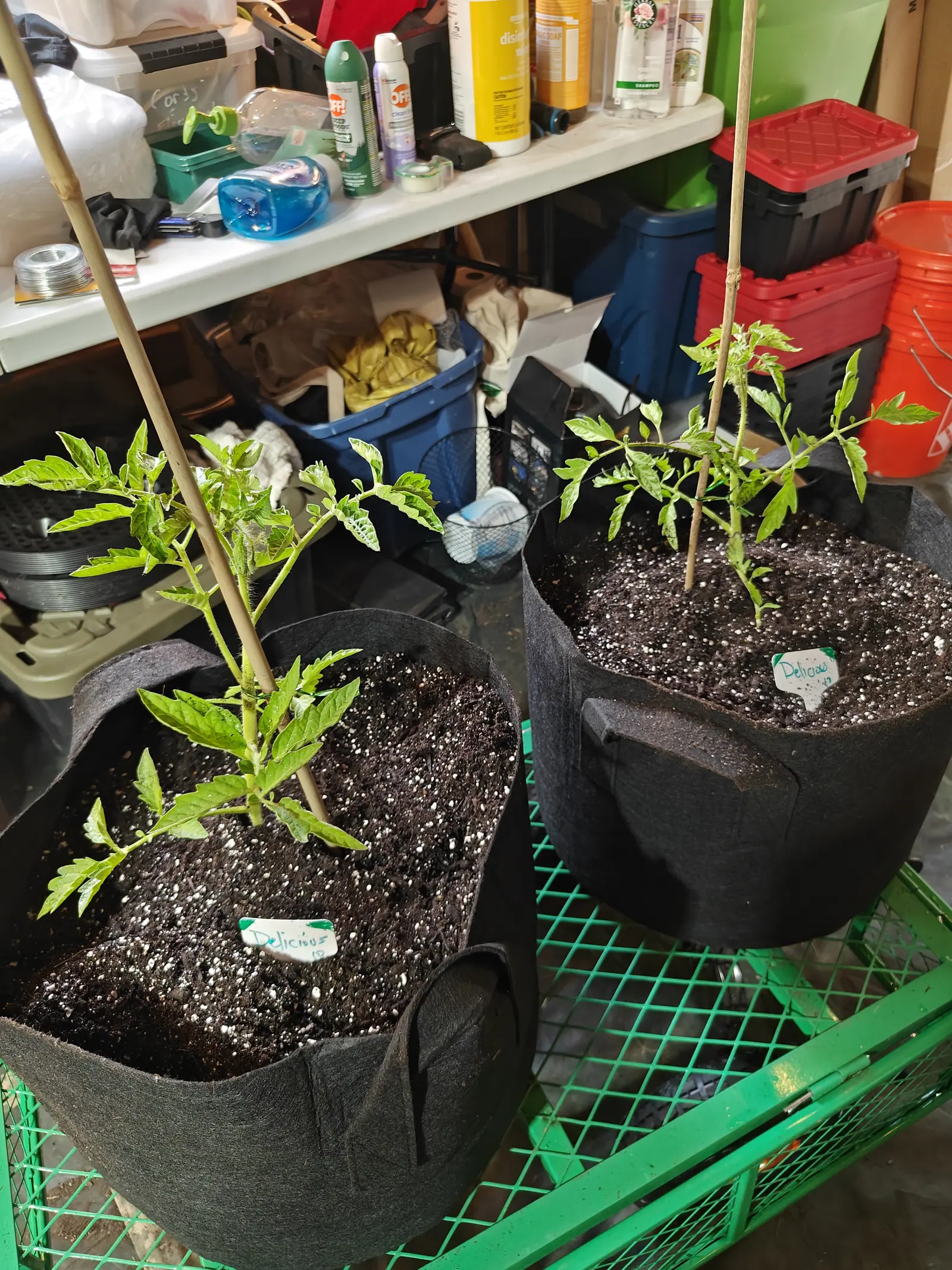 Two Delicious tomatoes on 14 June, both drawn up so far that their lower stems are bare and the foliage bunches at the top, several bottom leaves already shed, waiting on a garden cart in a storeroom under cool diffuse light.