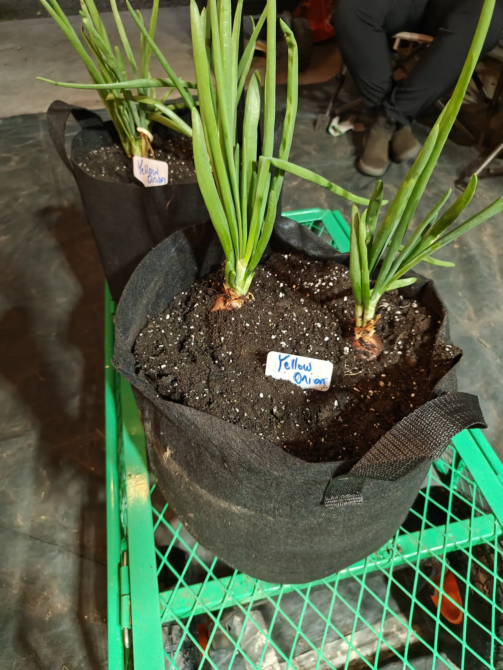 Long-day yellow onions on 14 June, two clumps to one bag, each a flat fan of hollow tubular leaves that rise straight then arch over, the bulbs already swelling in dry papery tan scales with wiry roots trailing across the surface, in dim indoor light.