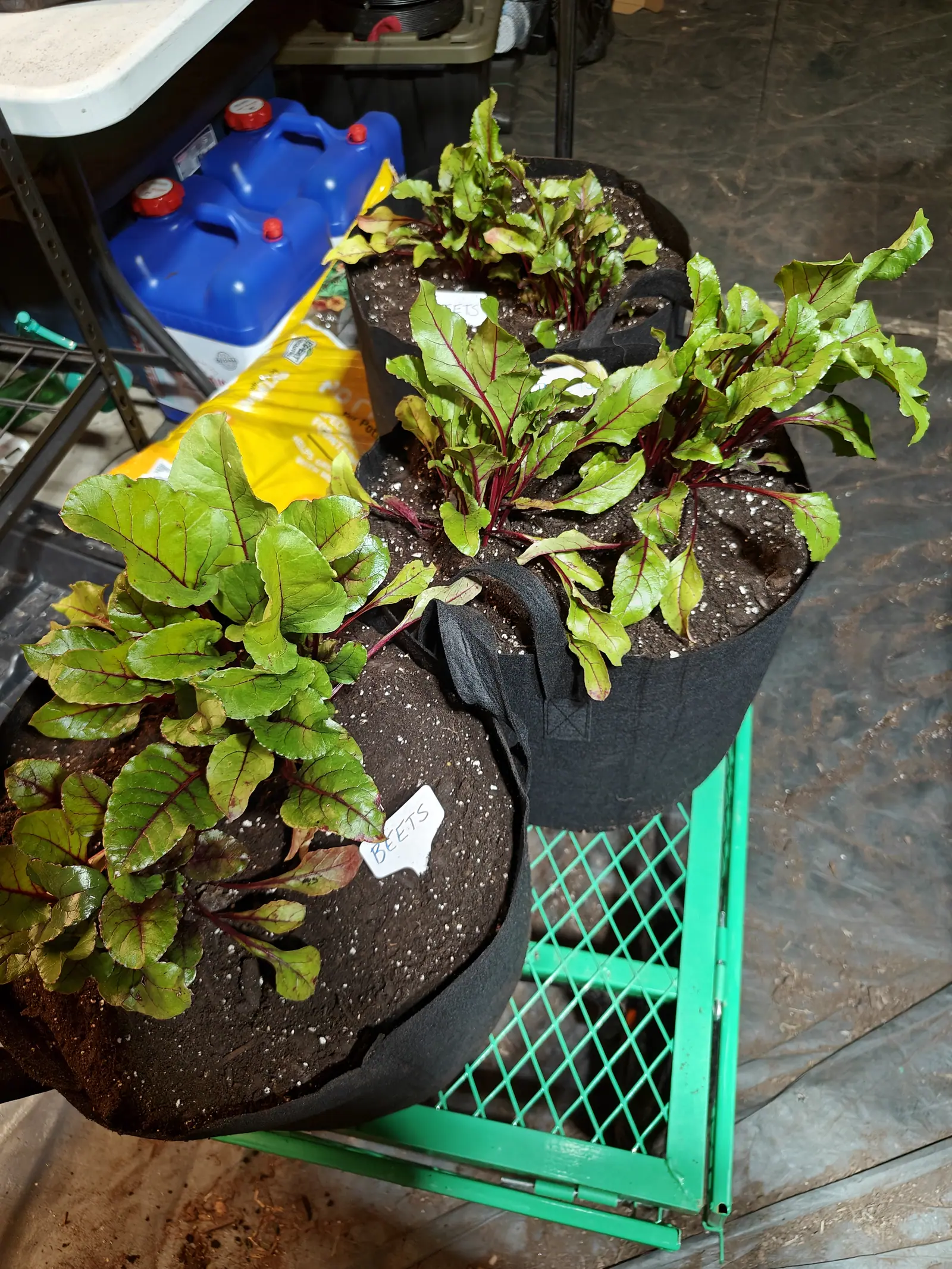 A thickly sown leaf crop on 14 June, every blade glossy yellow-green and traced from the base outward with fine crimson veins off a solid crimson stalk, the crowns still buried so nothing of the root shows, under dim artificial light from overhead.