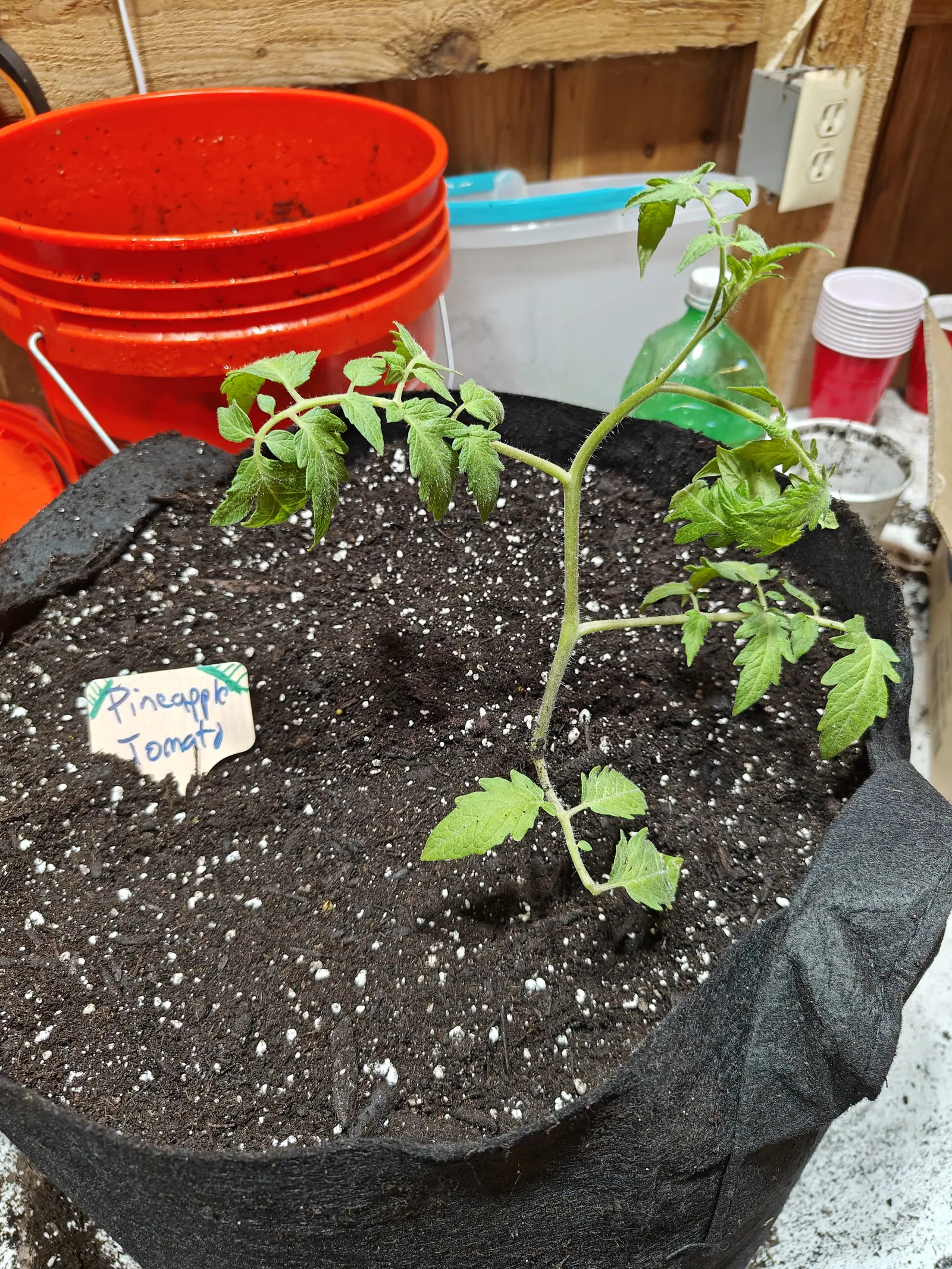 A Pineapple Tomato just set on 14 June, one thin stem leaning in a shallow S and furred with short white hairs, its leaves spaced far apart and the shoots at the top still small, the hollow where the root ball went in not yet filled, in even indoor daylight.