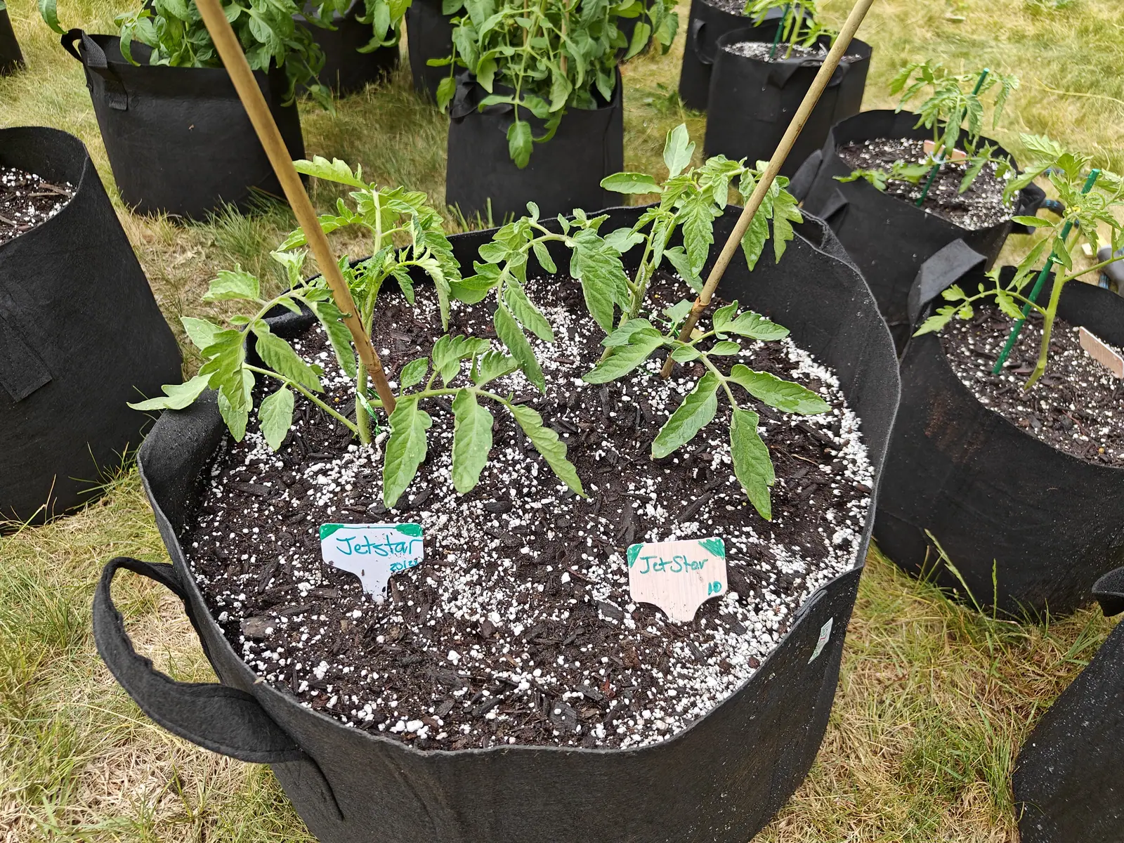 Two Jet Star tomatoes sharing one planting on 14 June, stout-stemmed and matte mid-green with coarsely toothed leaflets, out on flattened straw-and-green grass among more of the same at every size, under flat overcast light that casts no shadow at all.